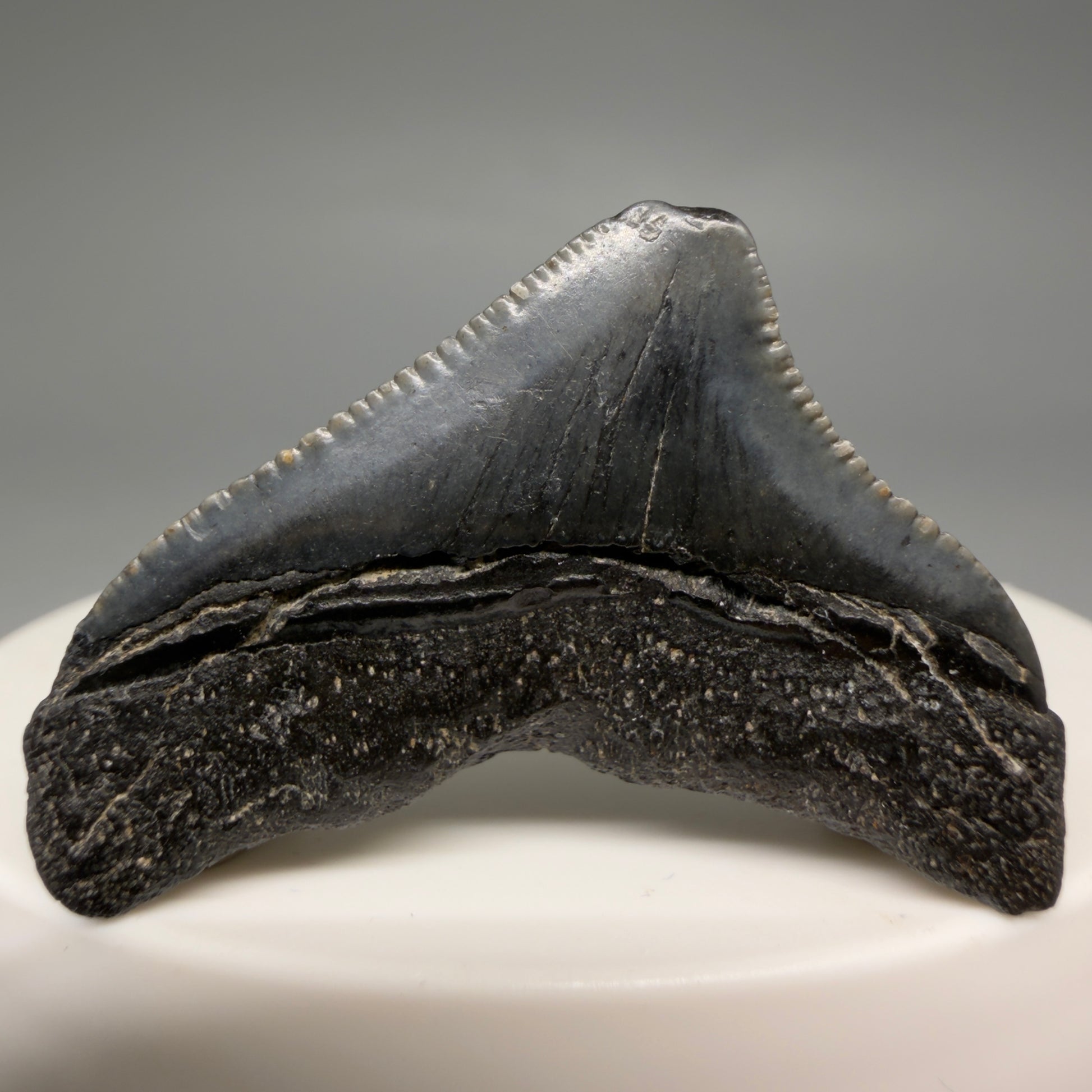 Back View Posterior, serrated 1.43" Fossil Megalodon Tooth from South Carolina megalodonteeth.com CM6534