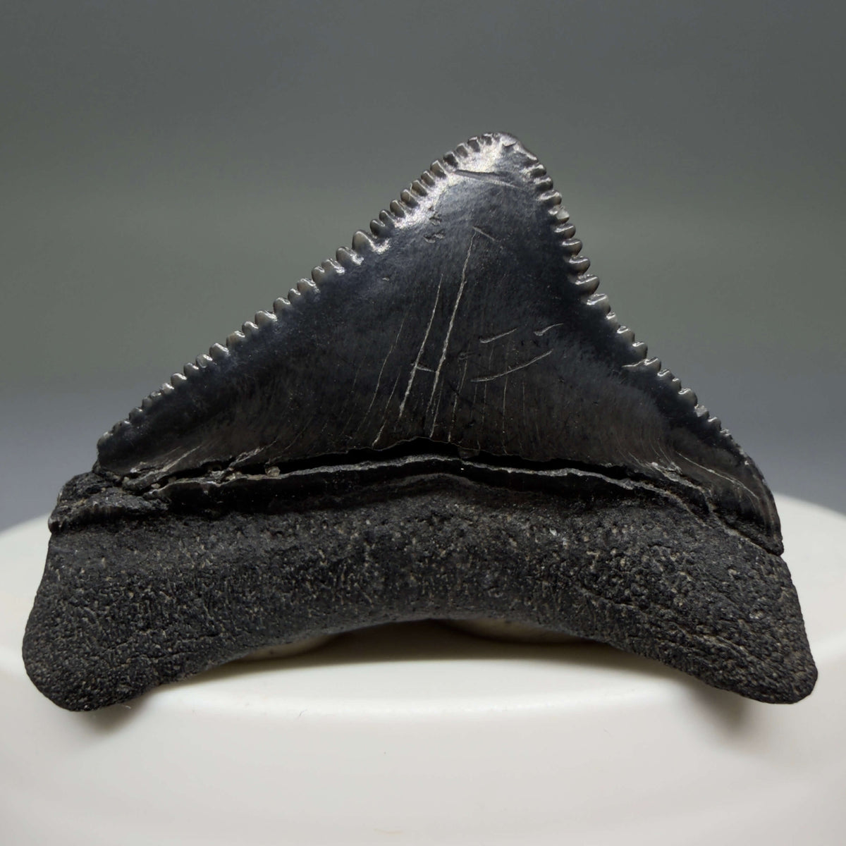 Back View Posterior, sharply serrated 1.40" Fossil Megalodon Tooth – South Carolina River Find | Authentic megalodonteeth.com CM6774