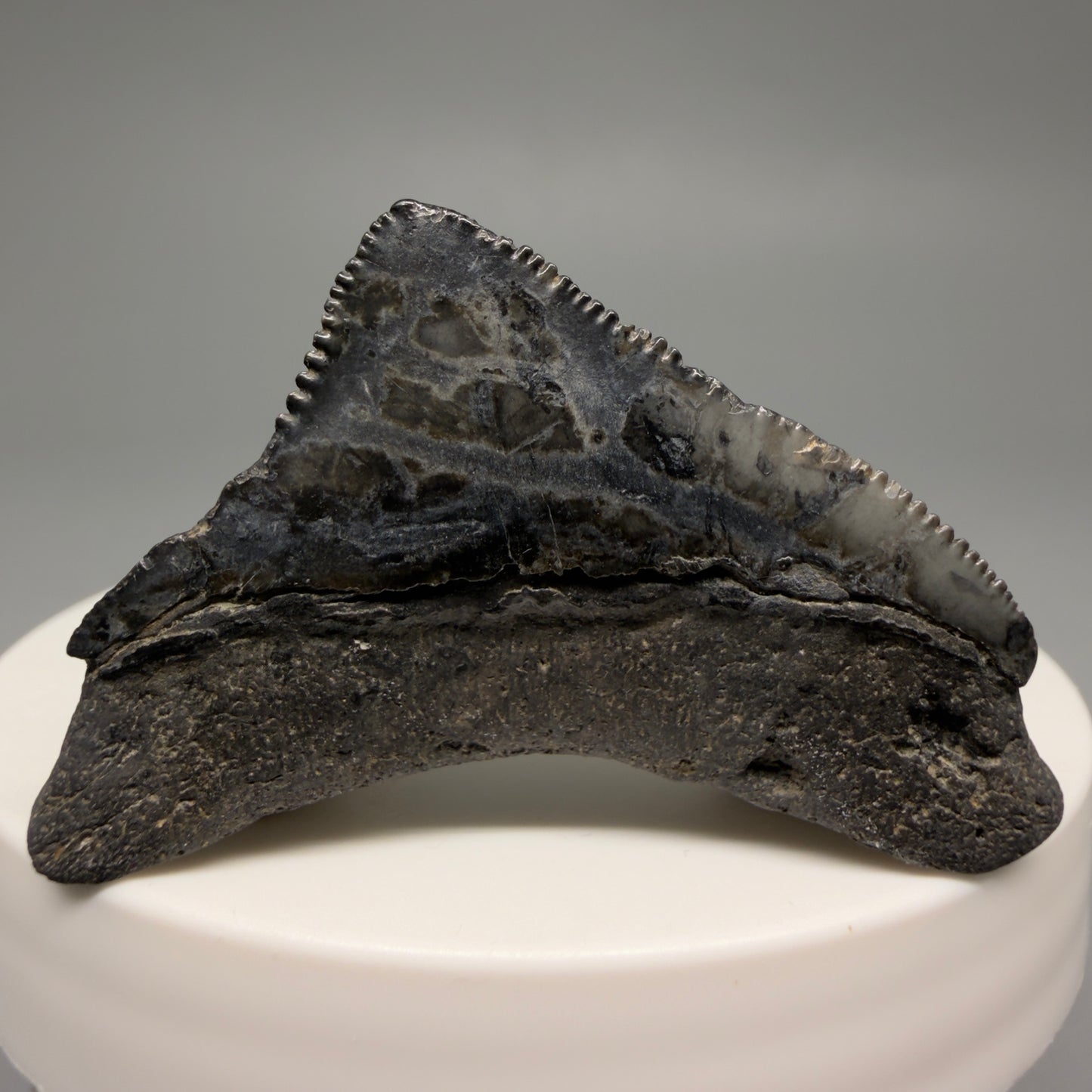 Back View Posterior, sharply serrated 1.82" Fossil Megalodon Tooth from South Carolina CM6479