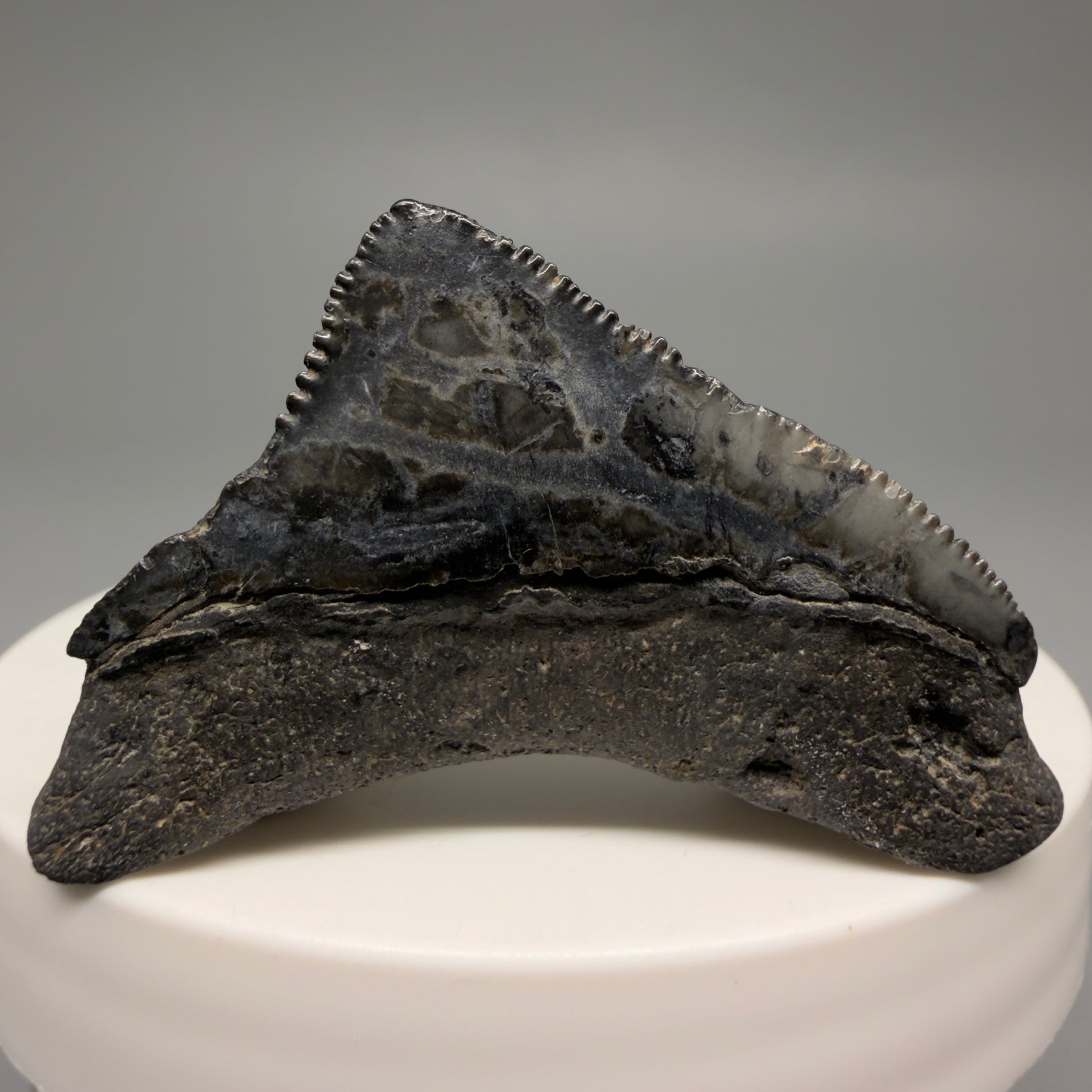 Back View Posterior, sharply serrated 1.82" Fossil Megalodon Tooth from South Carolina CM6479