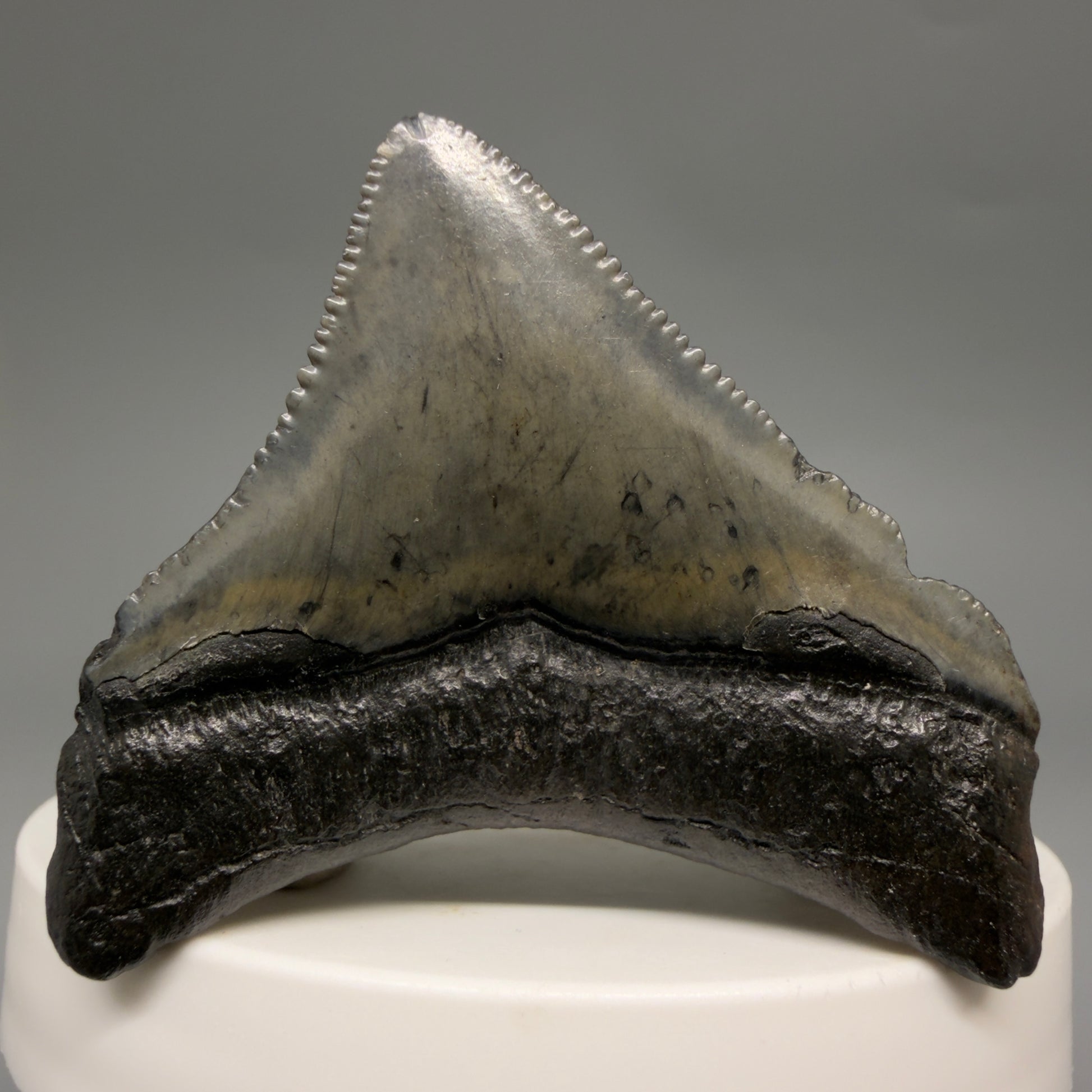 Back View Posterior, sharply serrated 1.87" Fossil Megalodon Tooth – South Carolina River Find | Authentic megalodonteeth.com CM6545