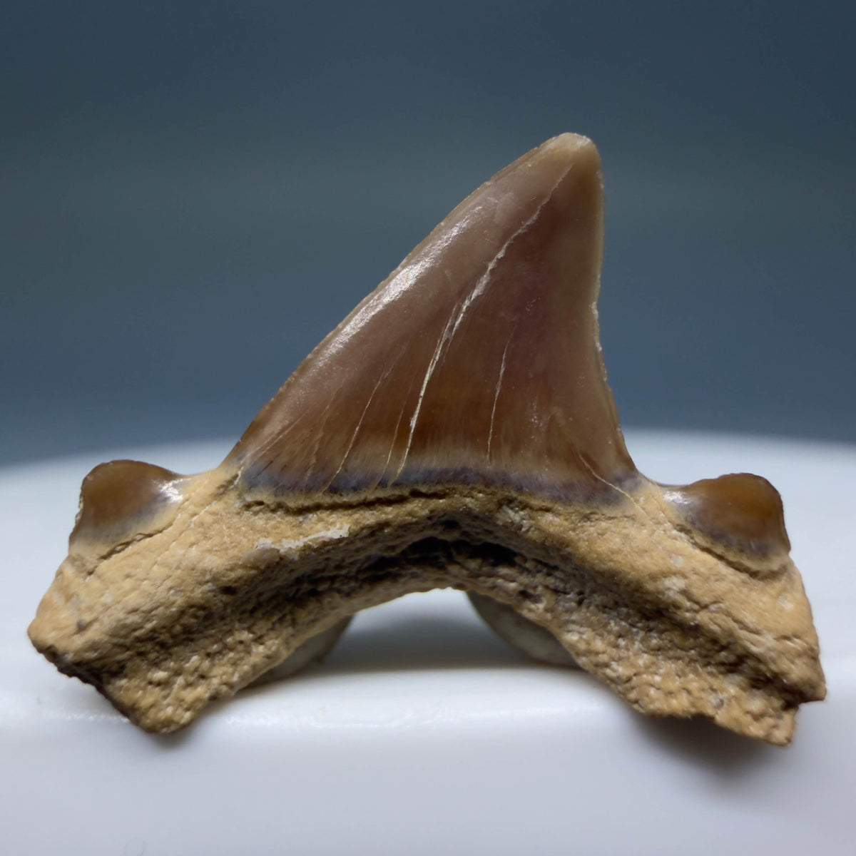 Back View Rare 0.74" Fossil Trigonotodus tusbairicus - Extinct Thresher Shark Tooth from Kazakhstan megalodonteeth.com R657