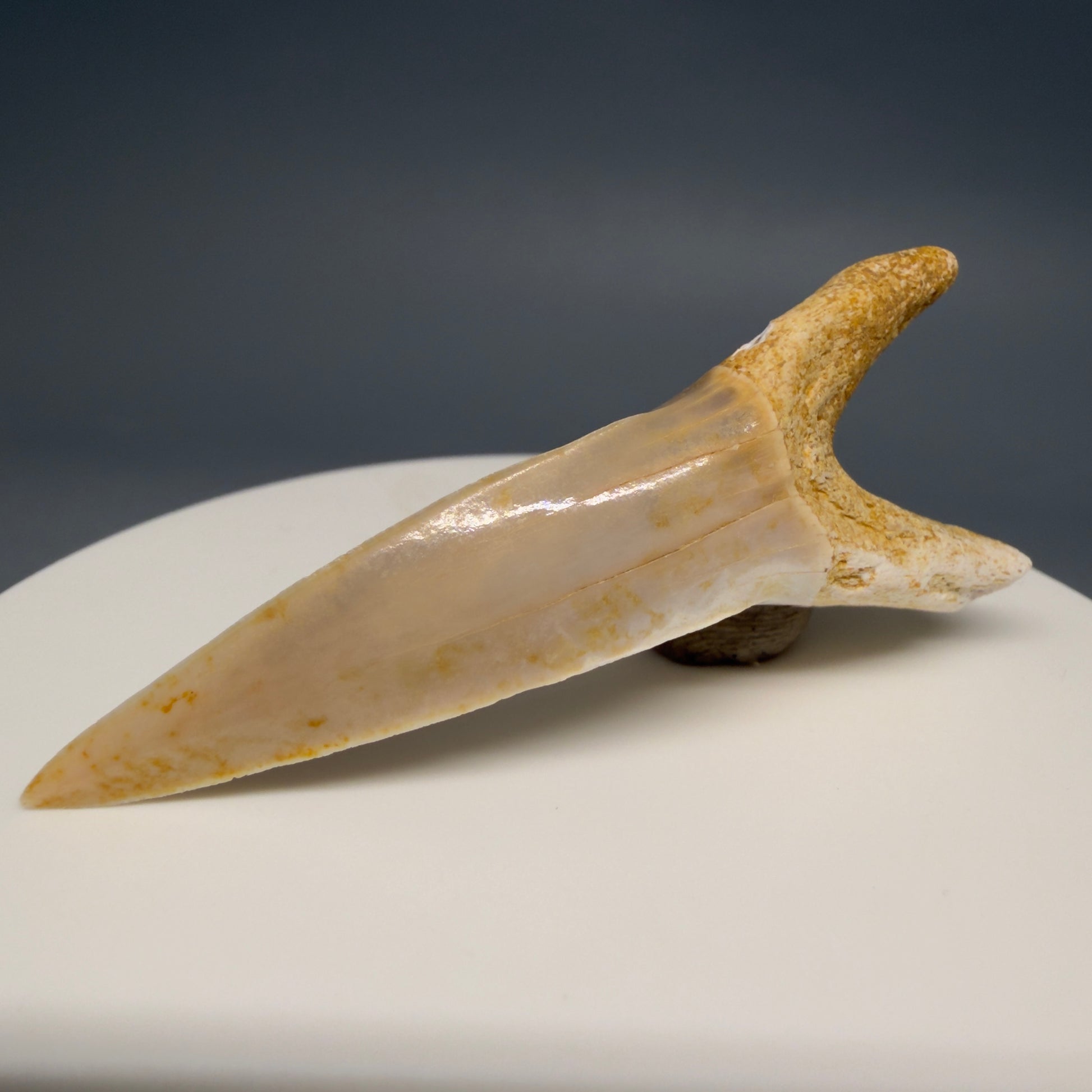 Back View Rare 2.15" Fossil Striatolamia macrota - Extinct Sand Tiger Shark Tooth from Harleyville, SC megalodonteeth.com R647 