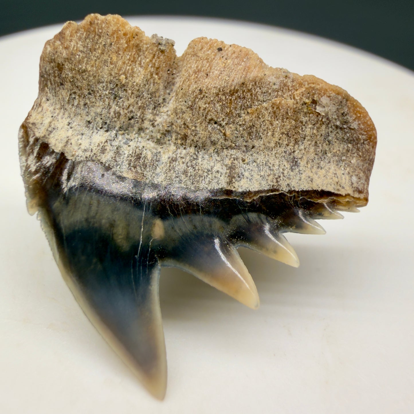 Back View Rare Upper lateral 0.88" long Fossil Hexanchus gigas - Sixgill Cow Shark tooth from Sacaco, Peru megalodonteeth.com R651