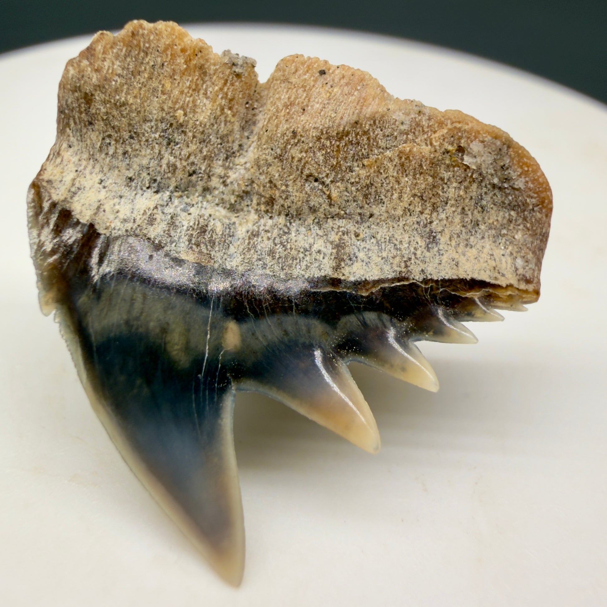 Back View Rare Upper lateral 0.88" long Fossil Hexanchus gigas - Sixgill Cow Shark tooth from Sacaco, Peru megalodonteeth.com R651