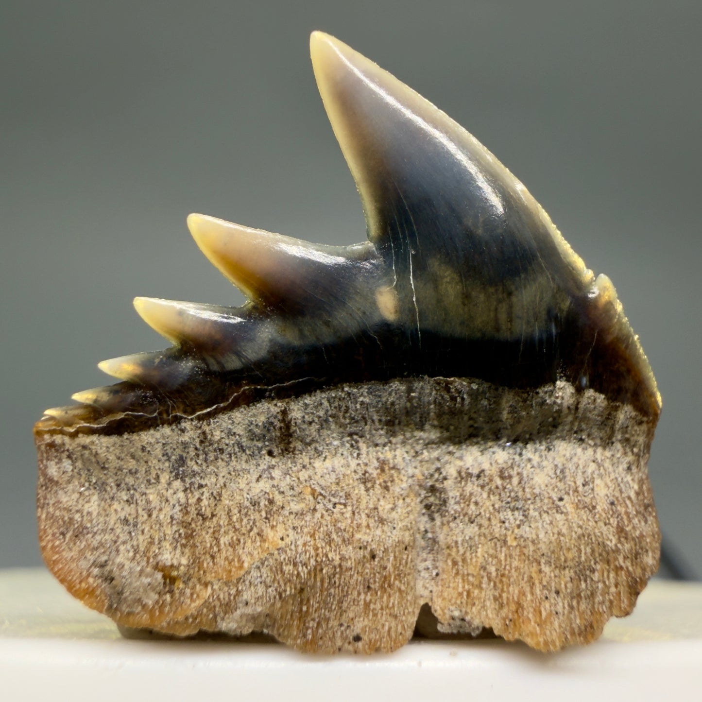 Back View Rare Upper lateral 0.88" long Fossil Hexanchus gigas - Sixgill Cow Shark tooth from Sacaco, Peru megalodonteeth.com R651 - 1