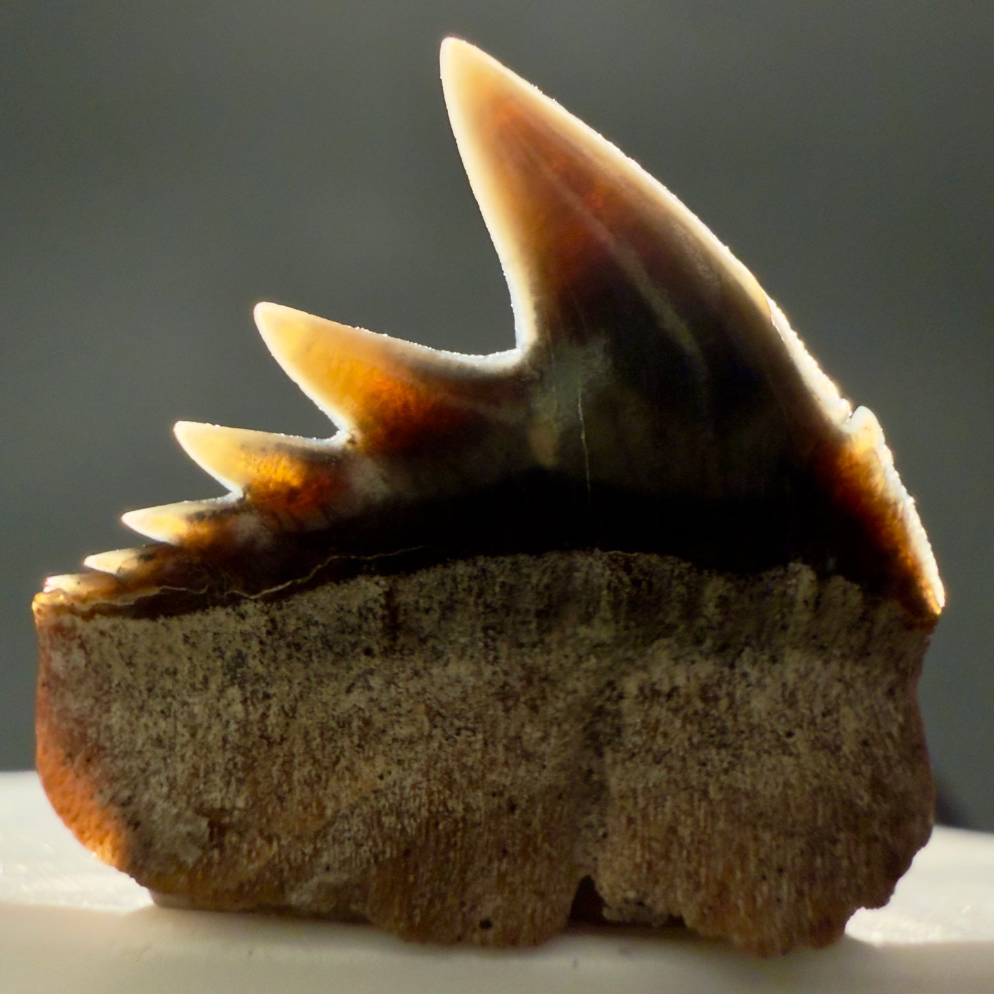 Back View Rare Upper lateral 0.88" long Fossil Hexanchus gigas - Sixgill Cow Shark tooth from Sacaco, Peru megalodonteeth.com R651 - 2