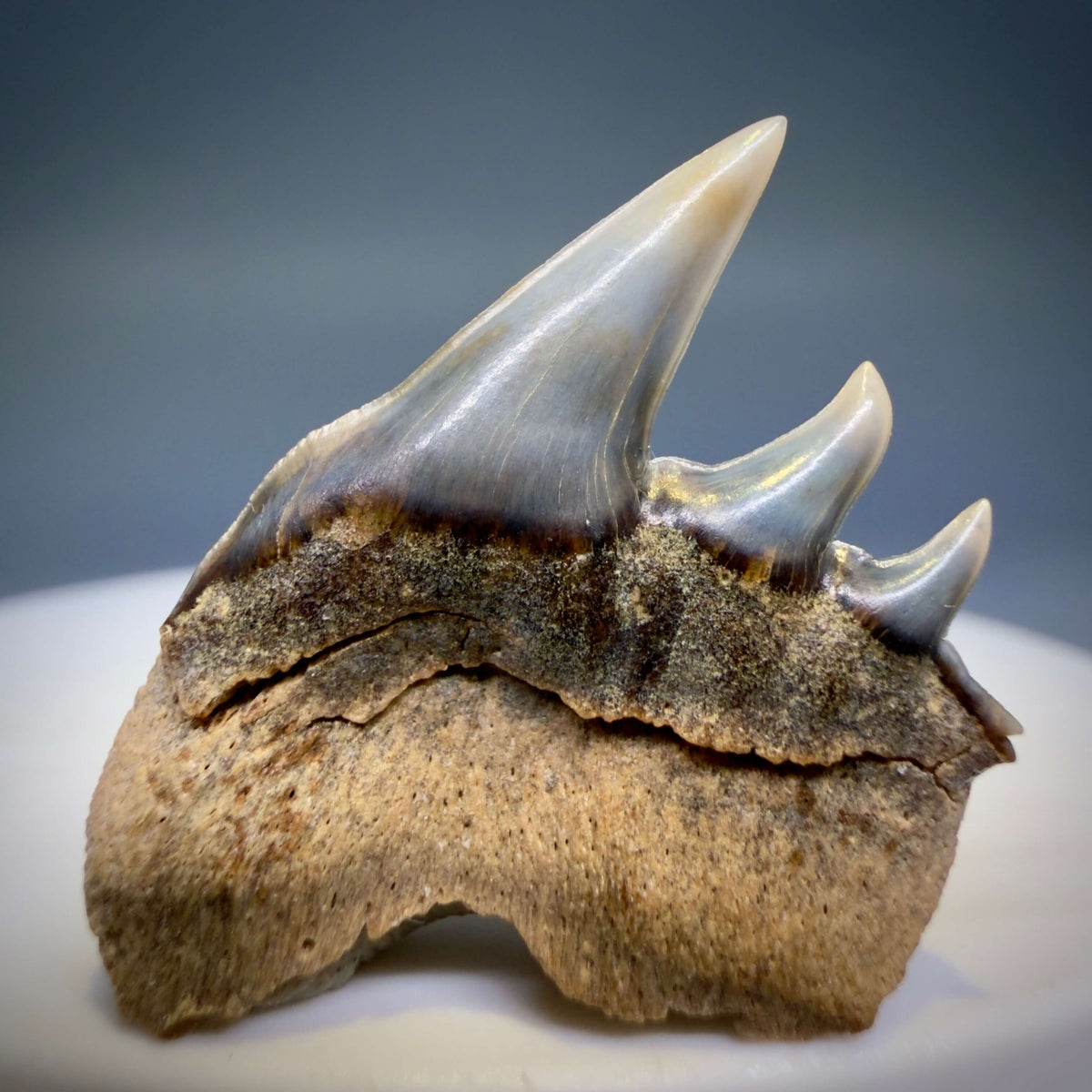 Back View Rare Upper lateral 1.05" long Fossil Hexanchus gigas - Sixgill Cow Shark tooth from Sacaco, Peru megalodonteeth.com R659