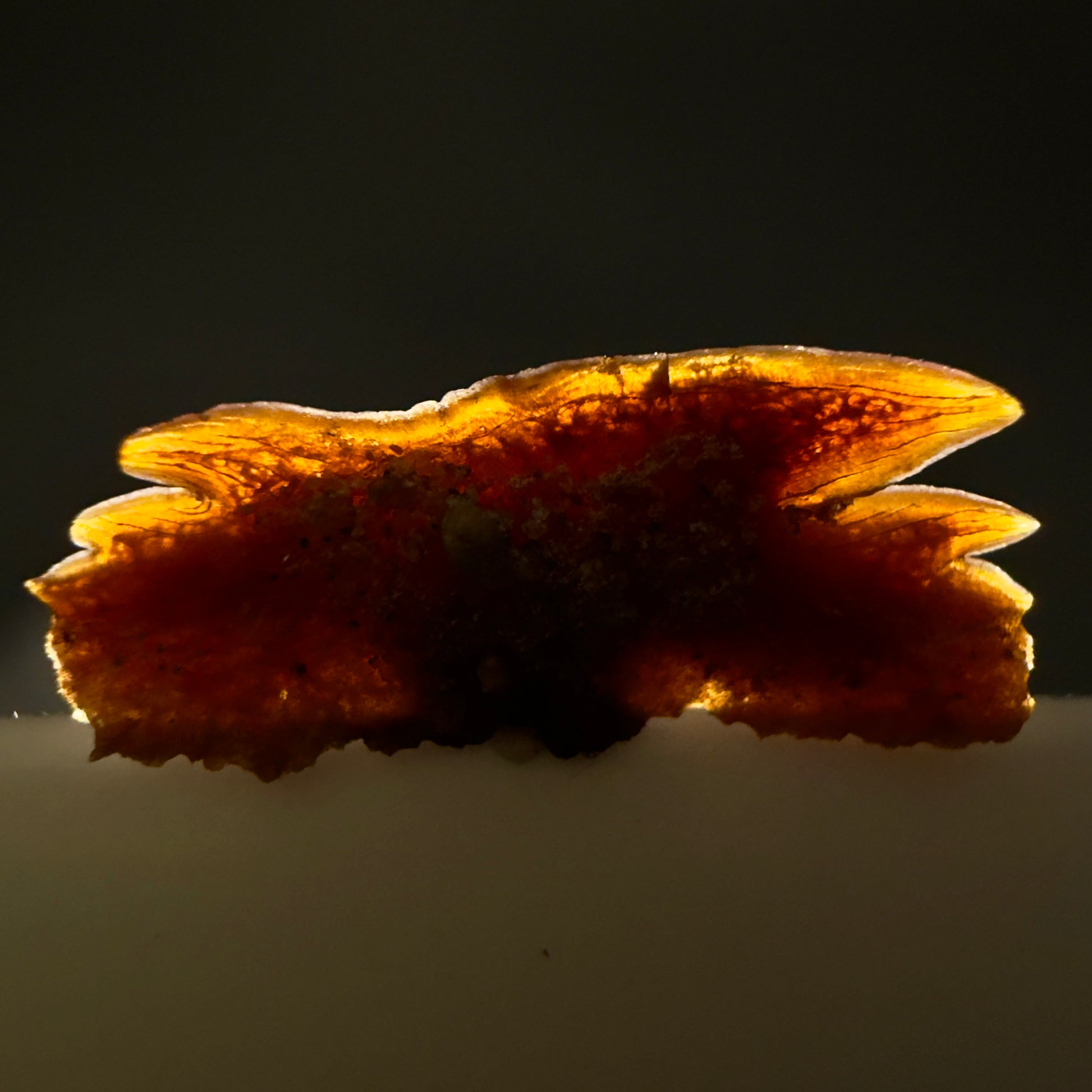 Back View Rare, gorgeous 0.59" Fossil Echinorhinus blakei - Bramble Shark Tooth - Chile megalodonteeth.com R654 - 2