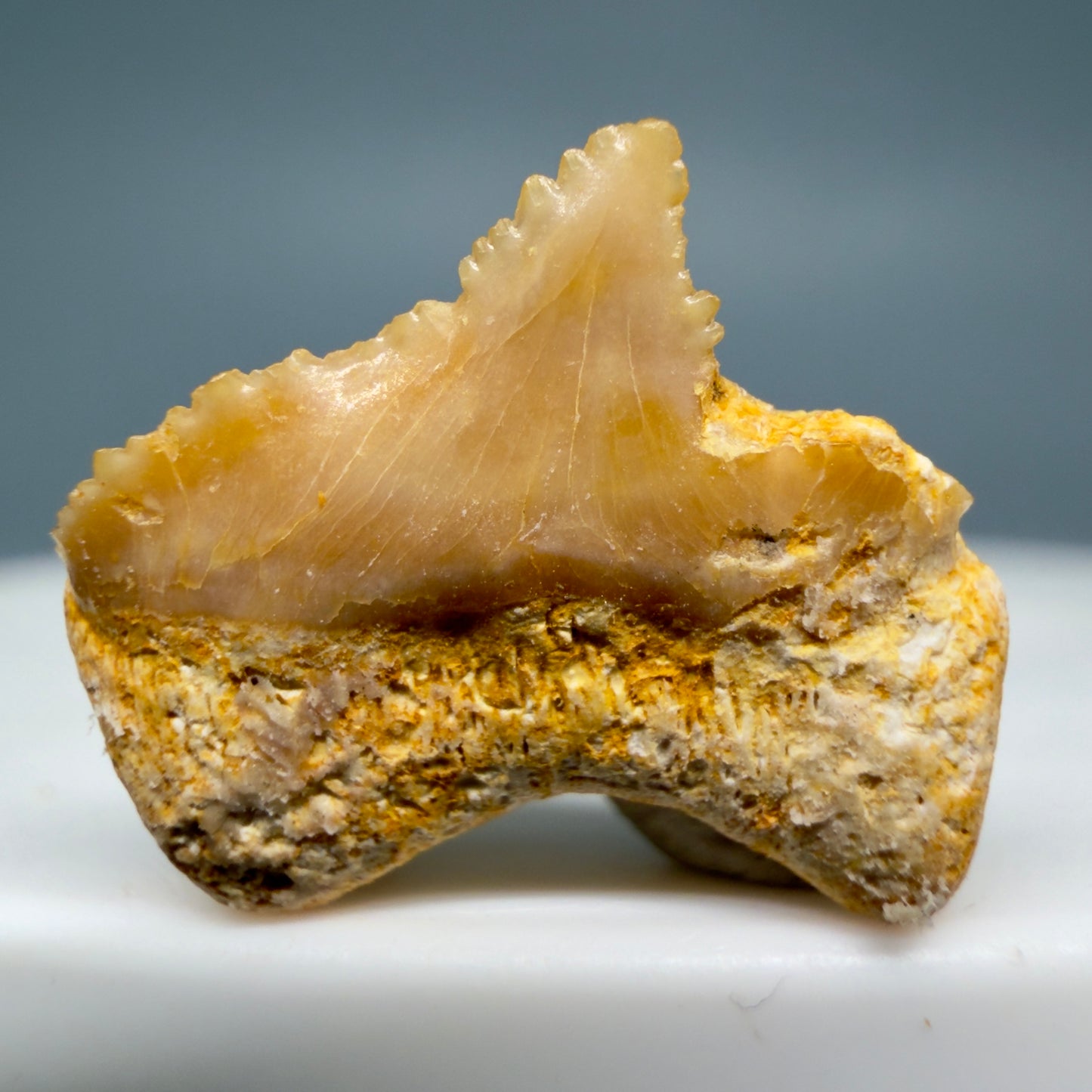 Back View Rare posterior 0.56" Fossil Carcharocles sokolowi (auriculatus) Shark Tooth - Western Sahara AU399