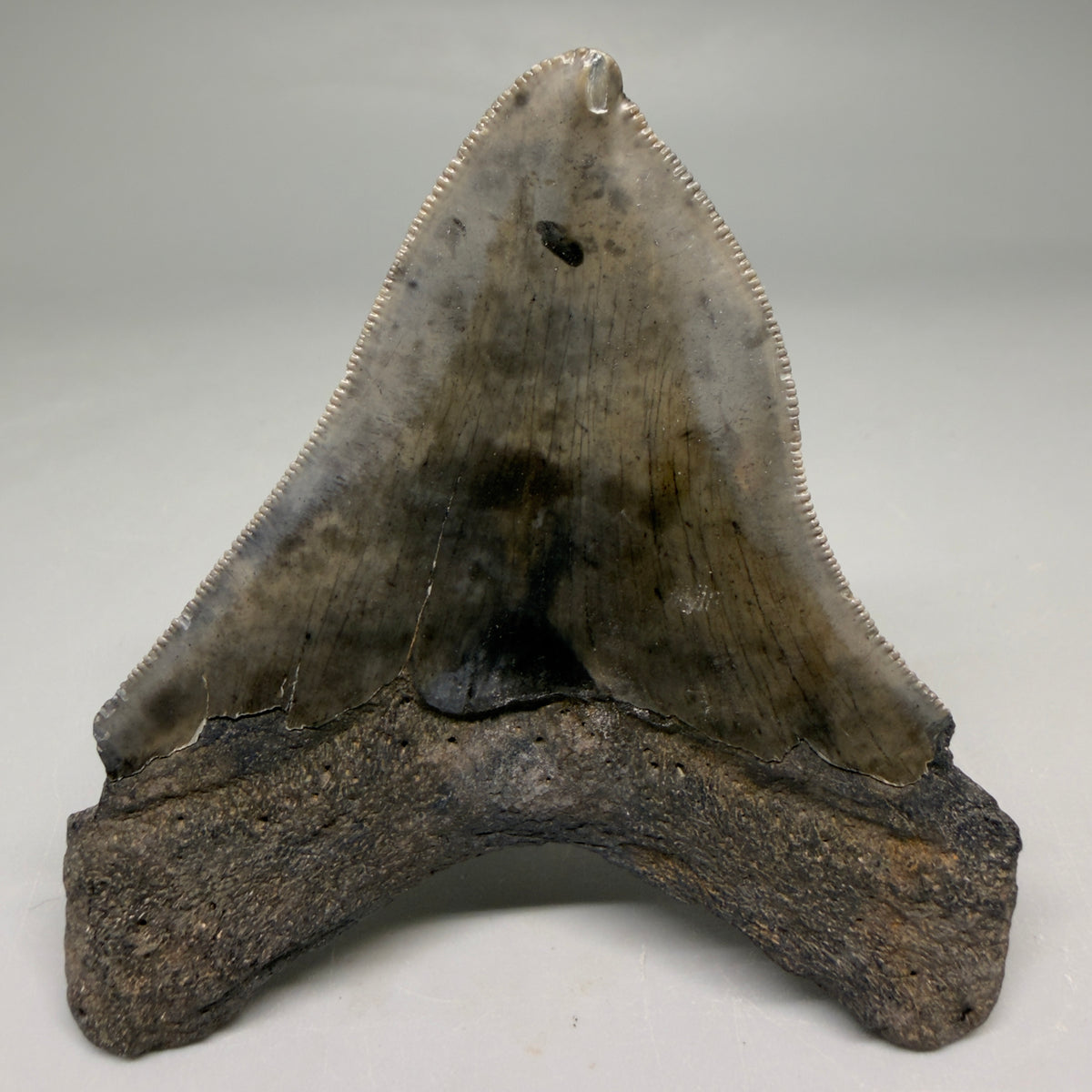 Back View Rarely Offered Deformed (Pathological) 3.40" Fossil Megalodon Shark Tooth from South Carolina megalodonteeth.com CM6560