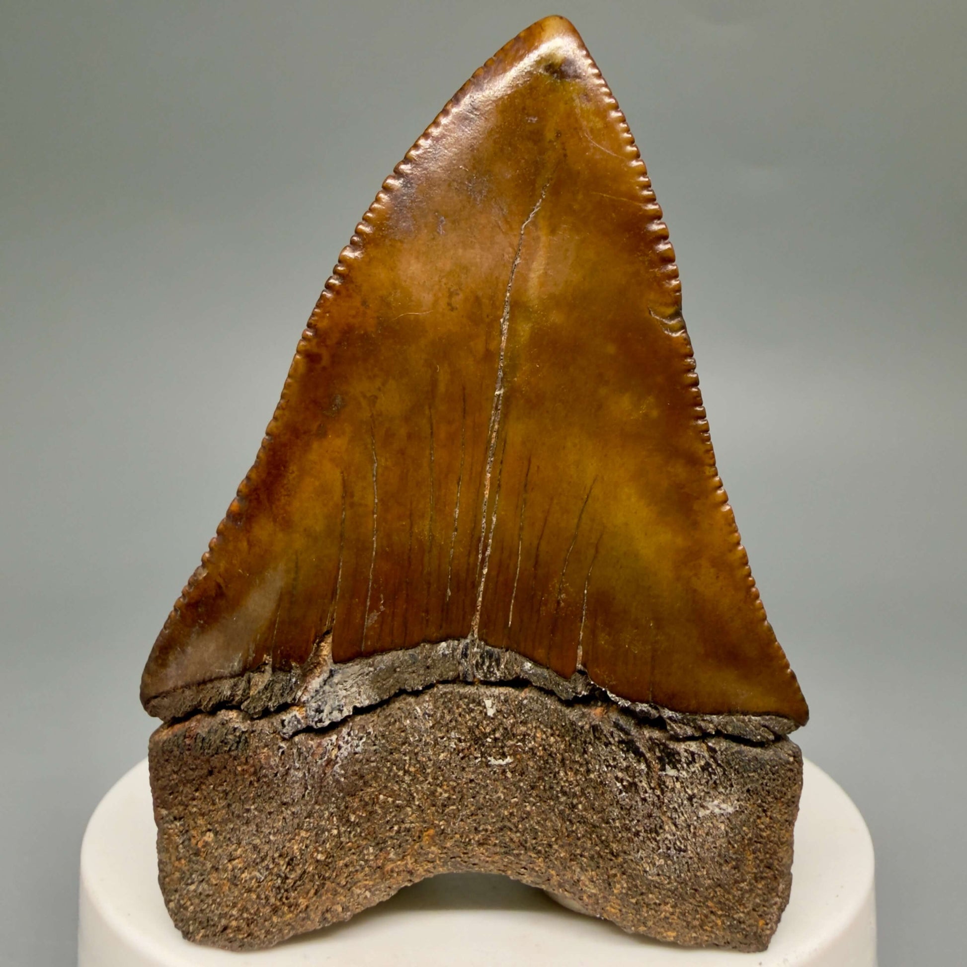 Back View Red, gorgeous, Large, serrated 2.68" Colorful Fossil Great White - Carcharodon carcharias Shark Tooth from Meherrin River, NC GW1350