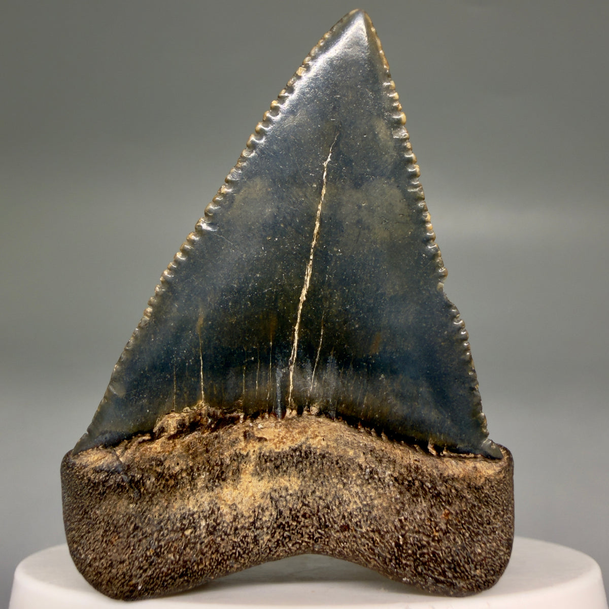 Back View Serrated 2.15" Fossil Great White Shark Tooth - Cooper River, SC - Colorful megalodonteeth.com GW1382