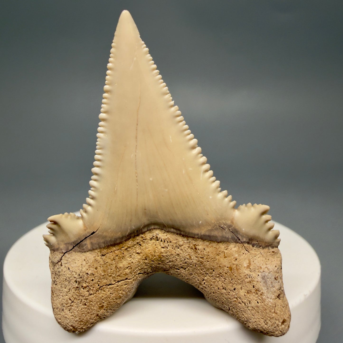 Back View Sharply Serrated 1.97" Carcharocles auriculatus Shark Tooth Fossil - Central Kazakhstan AU403
