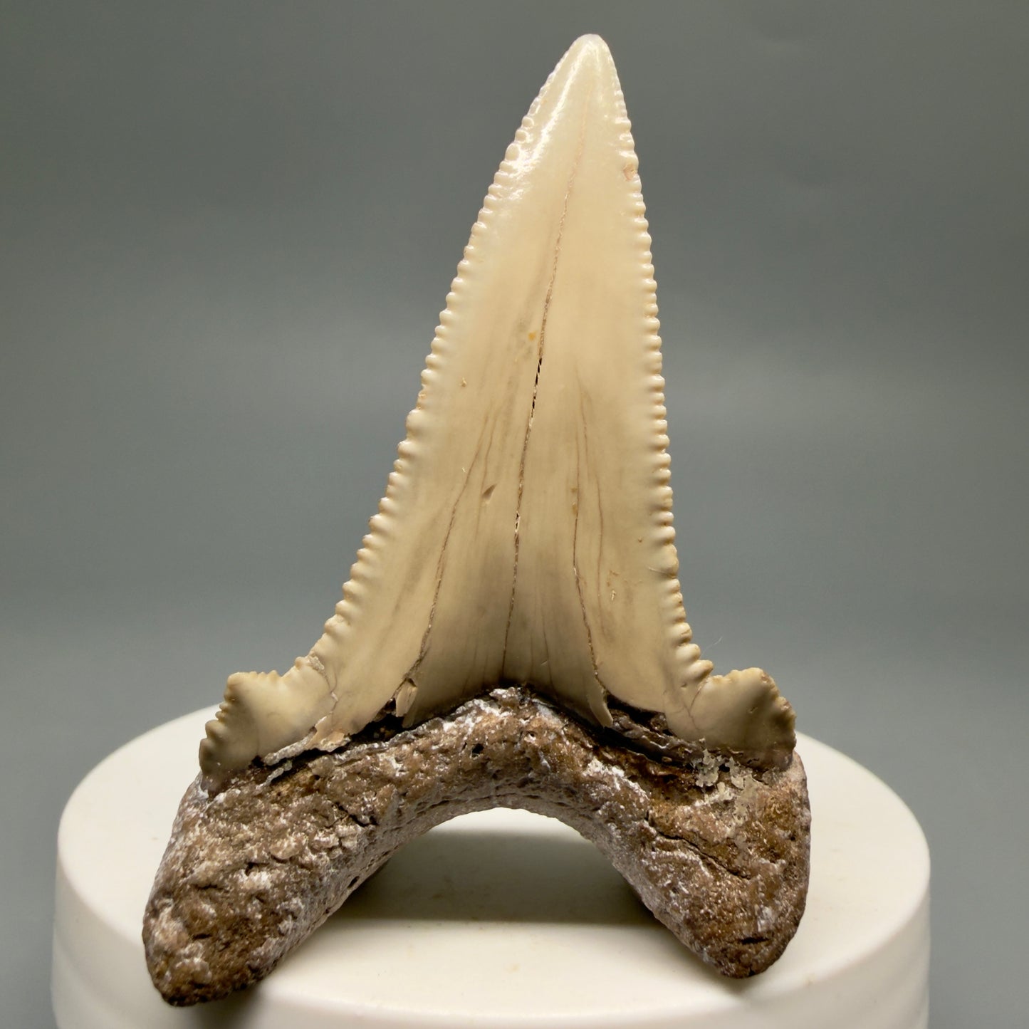 Back View Sharply Serrated 2.37" Carcharocles auriculatus Shark Tooth Fossil - Central Kazakhstan AU404