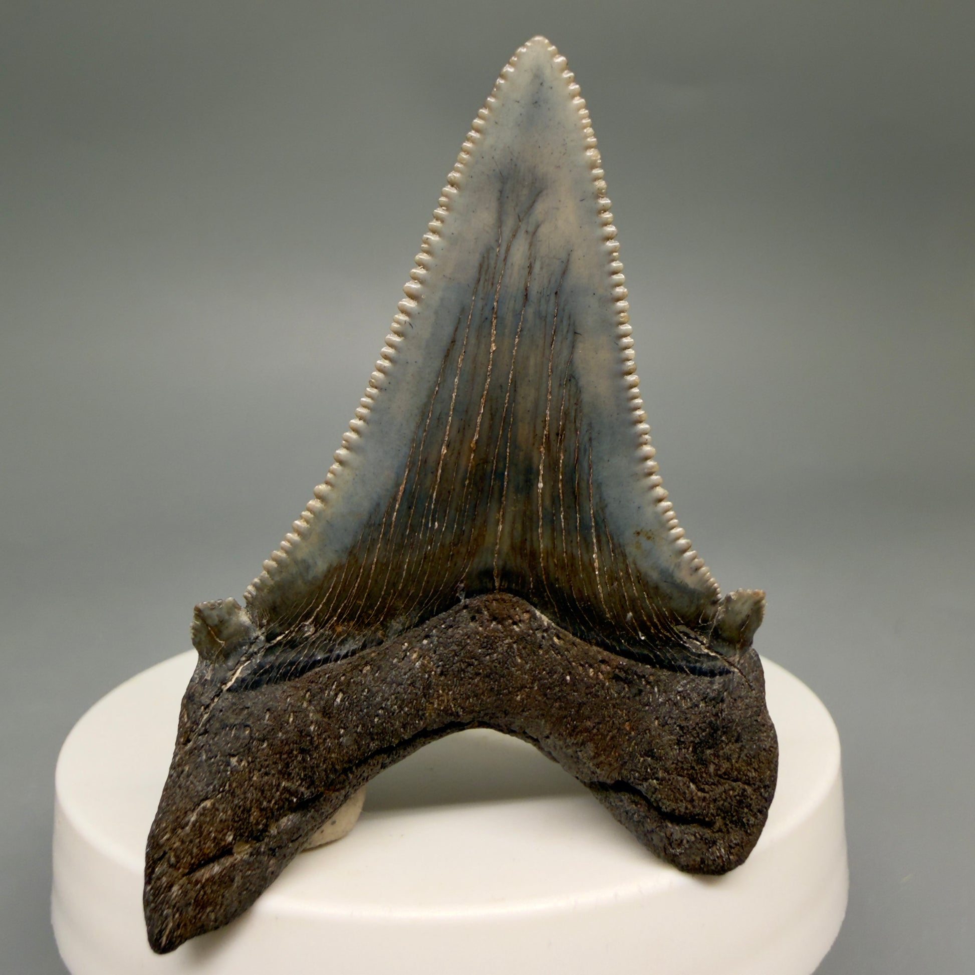 Back View Spectacular 2.40" Serrated Fossil Carcharocles angustidens Shark Tooth from South Carolina AN468