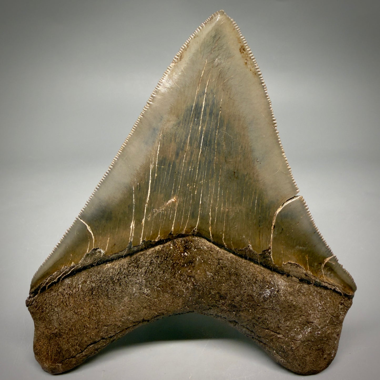 Back View Stellar Lower Lateral 4.67" Fossil Megalodon Shark Tooth - Georgia - Collector's Quality megalodonteeth.com CM6605