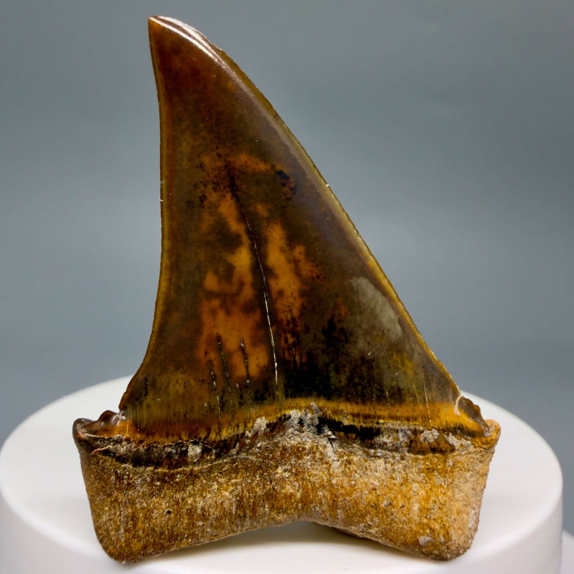 Back View Stunning, high quality 1.97" long Fossil Transitional Great White - Carcharodon hubbelli Tooth from Peru GW1361 