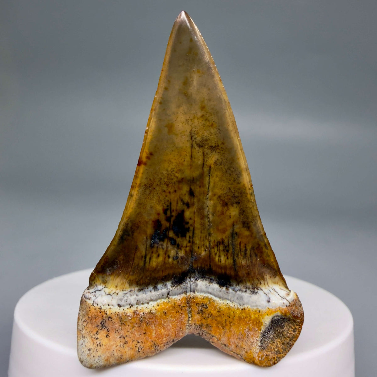 Back View  Stunning, high quality 1.99" long Fossil Transitional Great White - Carcharodon hubbelli Tooth from Peru | Fossil for Sale megalodonteeth.com GW1379