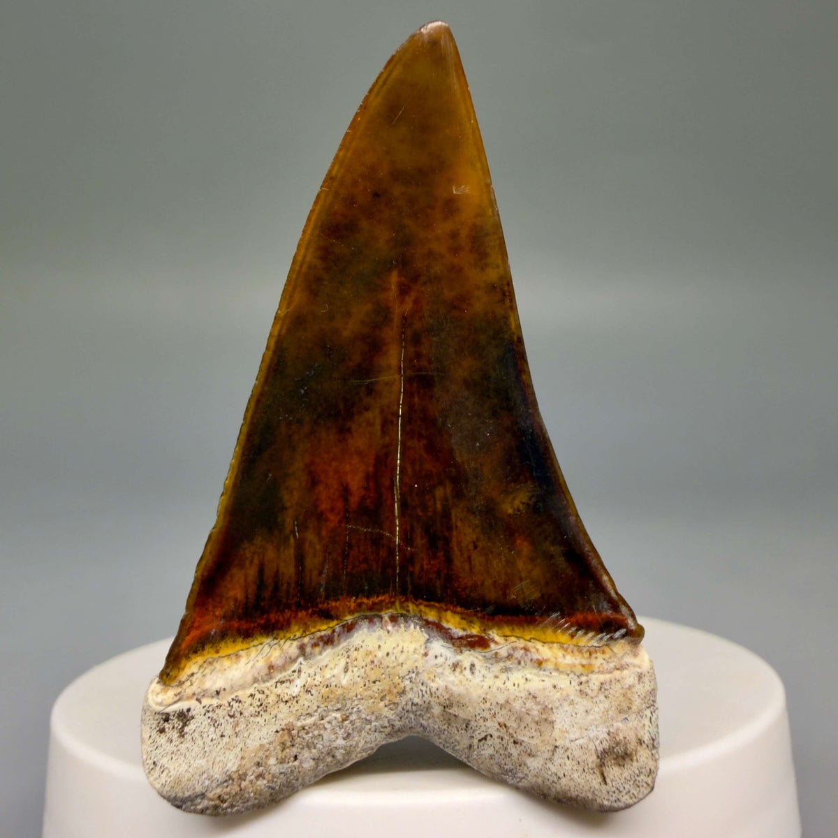 Back View Stunning, high quality 2.03" long Fossil Transitional Great White - Carcharodon hubbelli Tooth from Peru megalodonteeth.com GW1398 