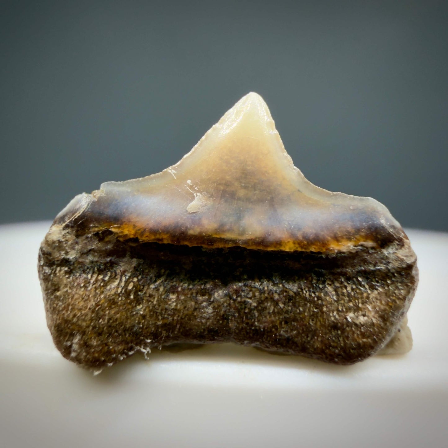 Back View Upper posterior 0.59" wide Fossil Great White Tooth from the deserts of Peru GW1352