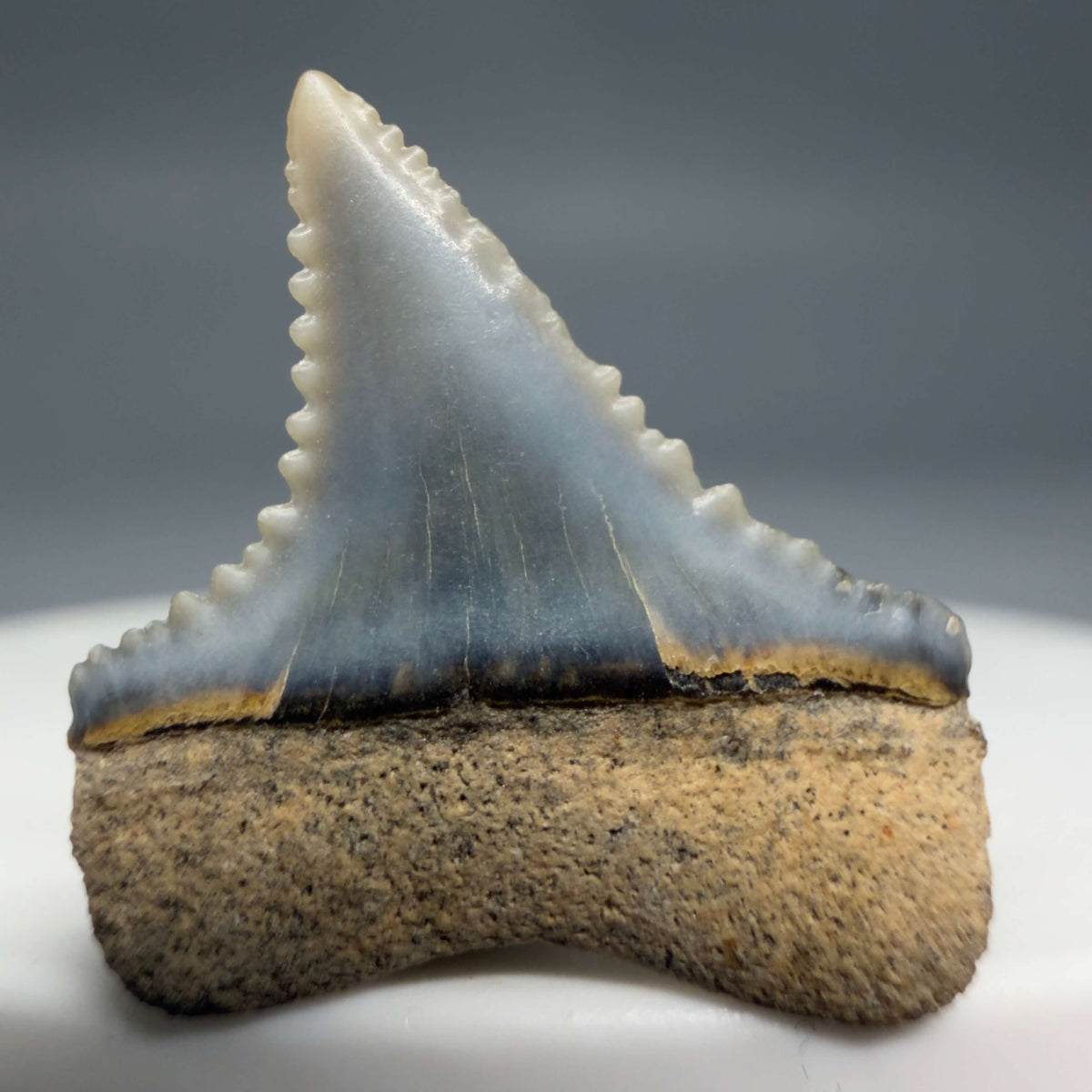 Back View Upper posterior 0.71" wide Fossil Great White Tooth from the deserts of Peru megalodonteeth.com GW1371