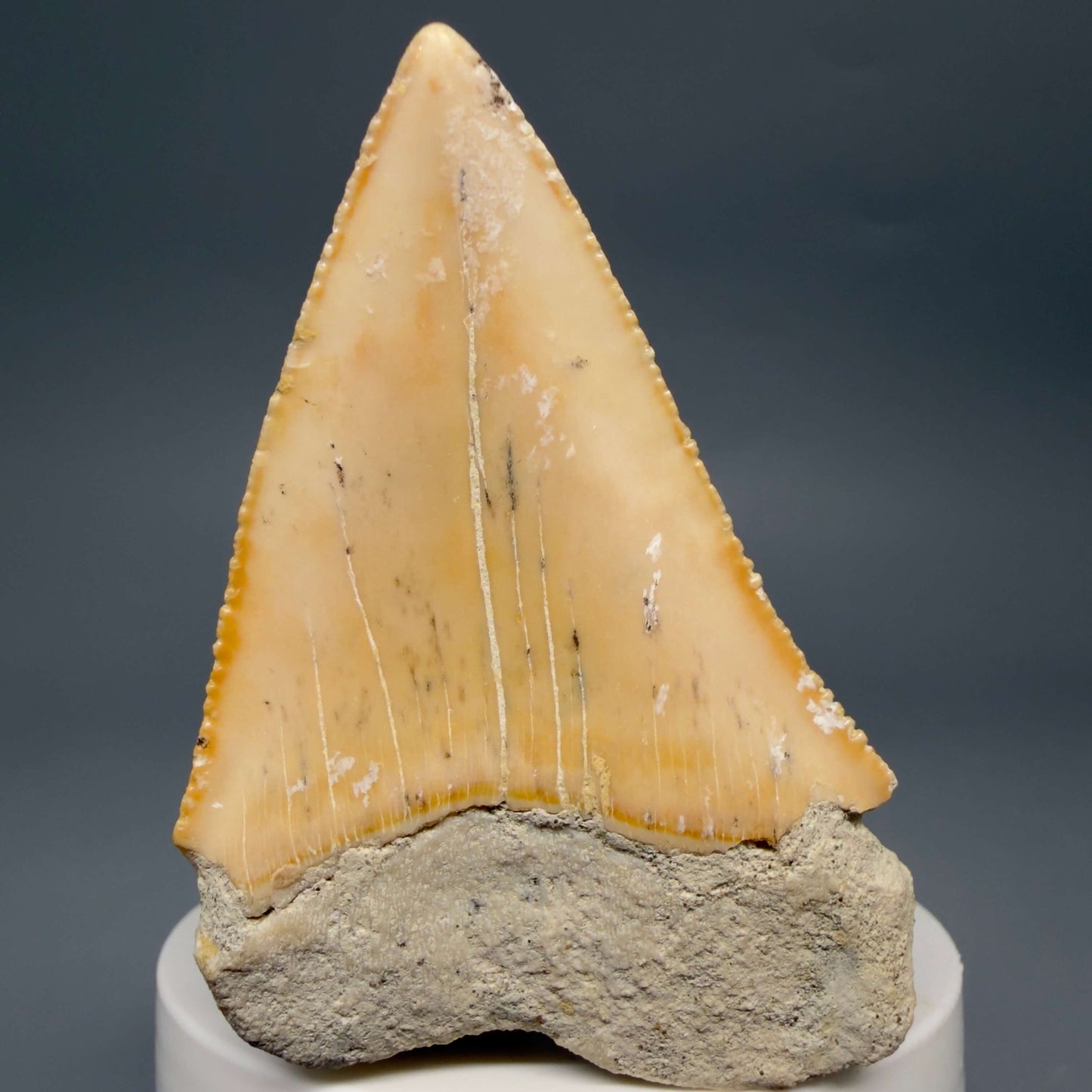 Back View Very Large - Colorful 2.73" Fossil Great White Shark Tooth from B. California GW1368