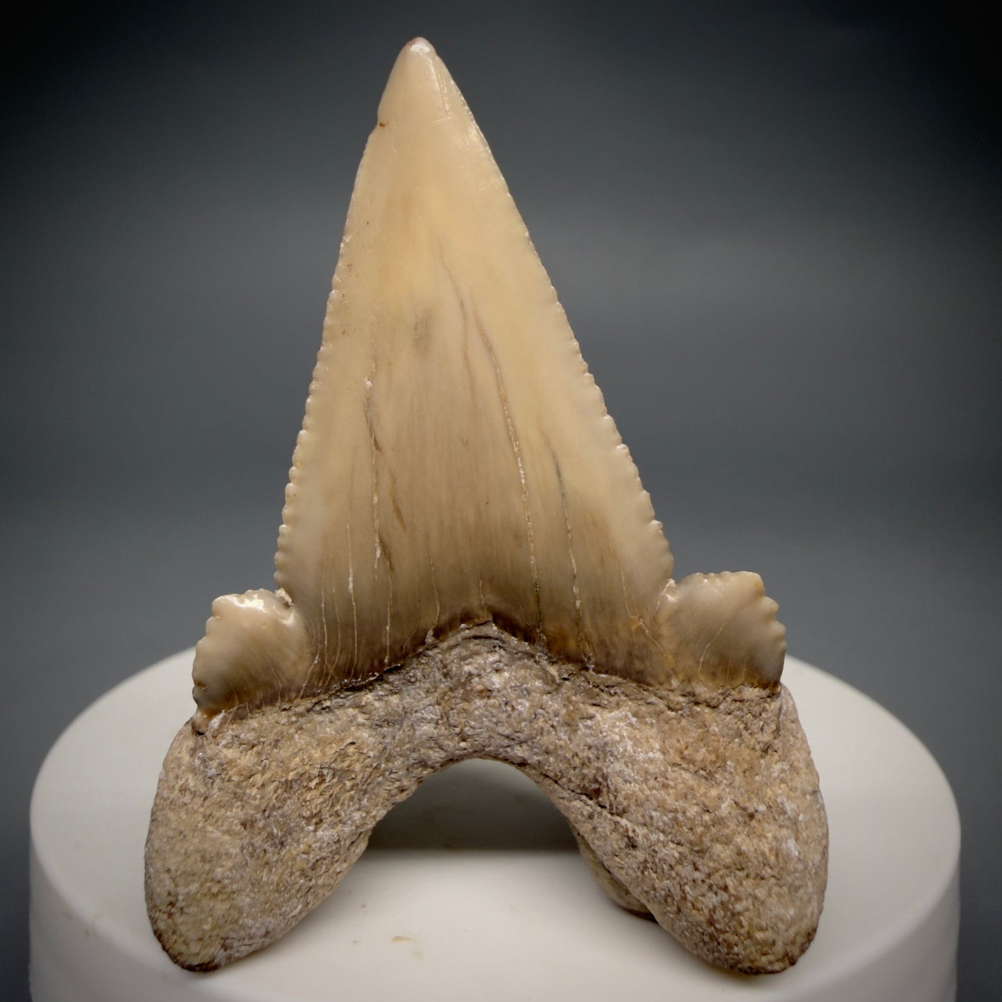Back View Very Rare 2.02" Otodus aksuaticus - Transitional Shark Tooth Fossil - Central Kazakhstan AU402 