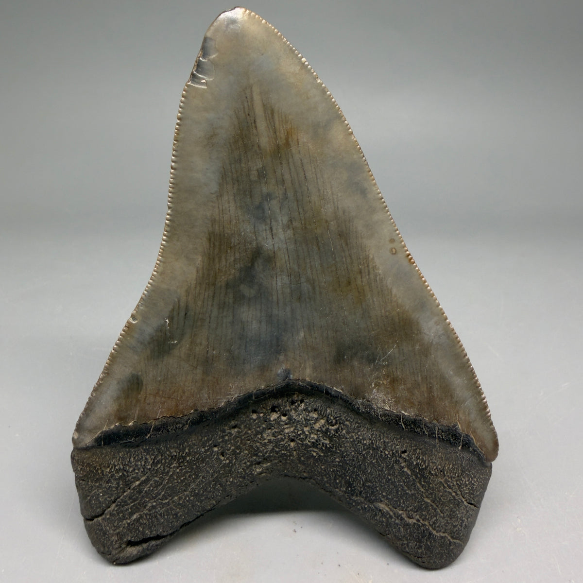 Back View Very colorful 4.02" Megalodon Tooth from South Carolina megalodonteeth.com CM6585
