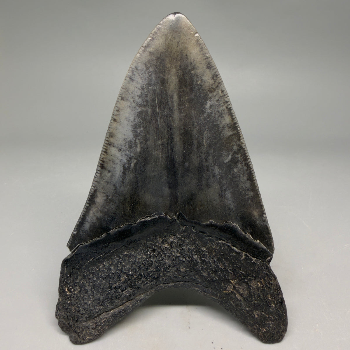 Back View Very colorful 4.27" Megalodon Tooth from South Carolina megalodonteeth.com CM6586