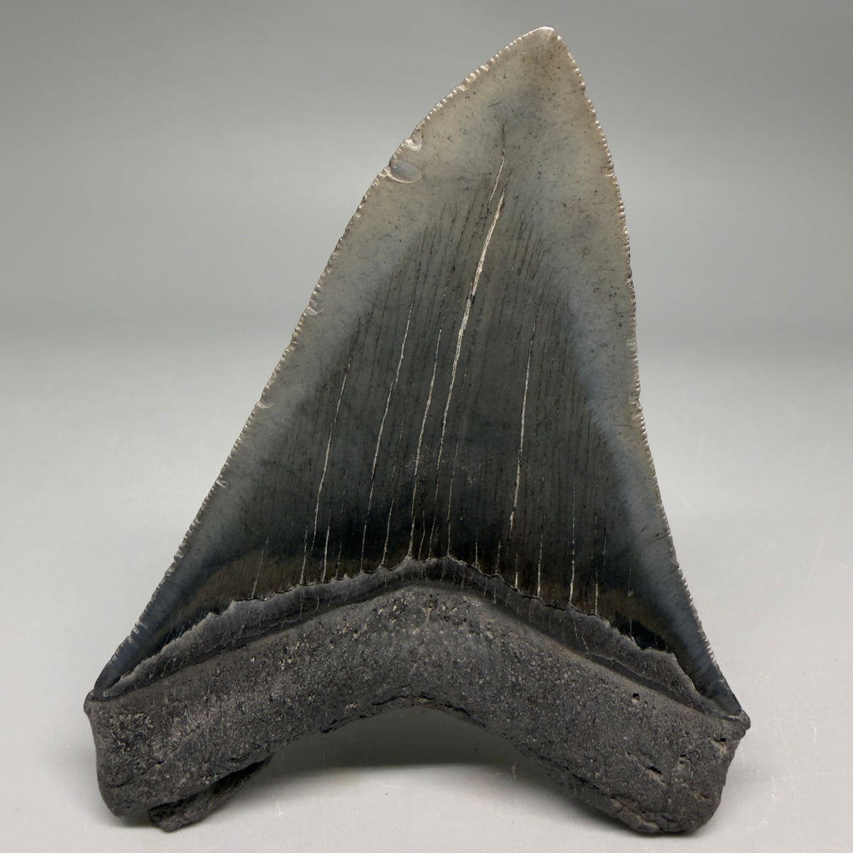 Back View Very colorful 4.29" Megalodon Tooth from South Carolina megalodonteeth.com CM6584