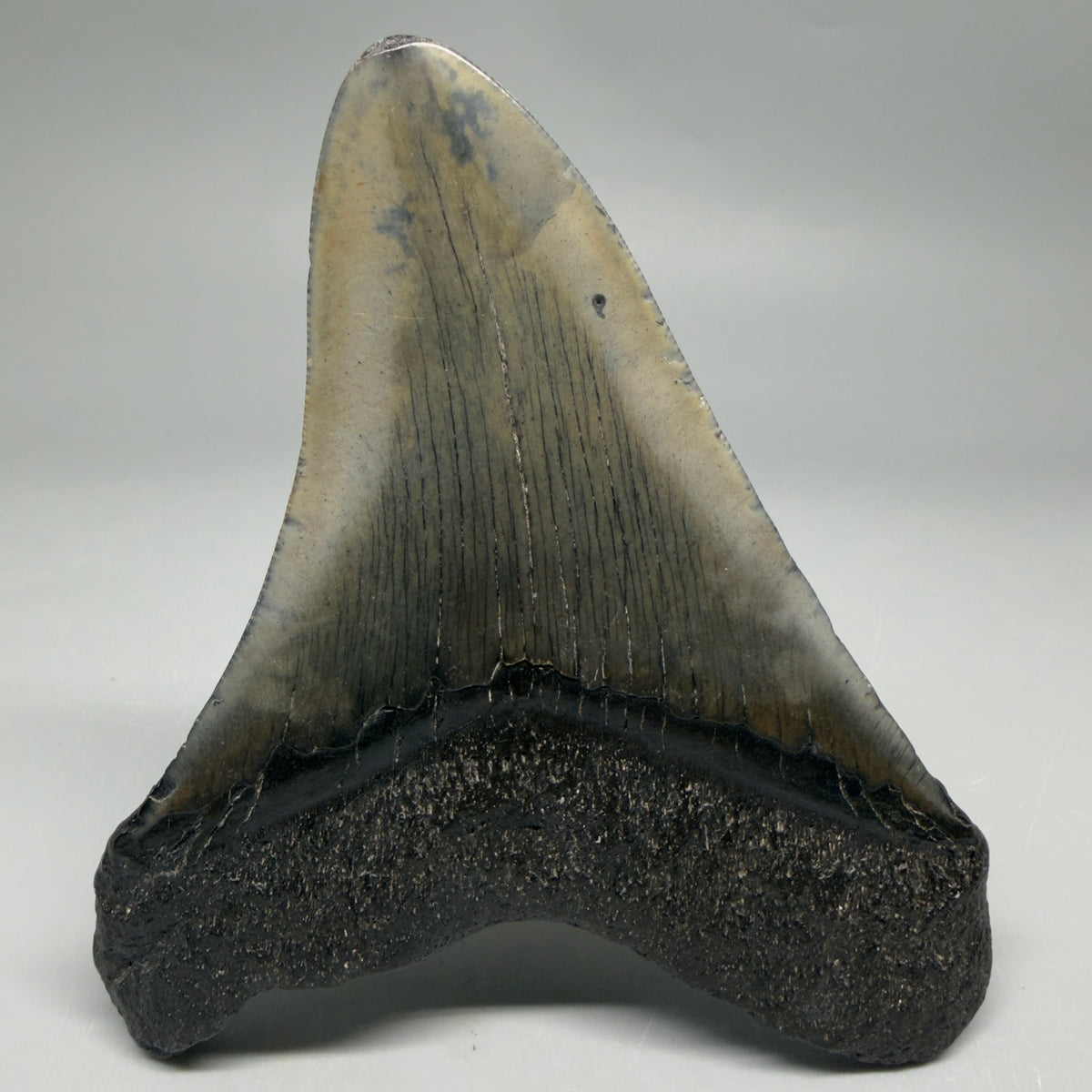 Back View Very colorful 4.54" Megalodon Tooth from South Carolina megalodonteeth.com CM6591