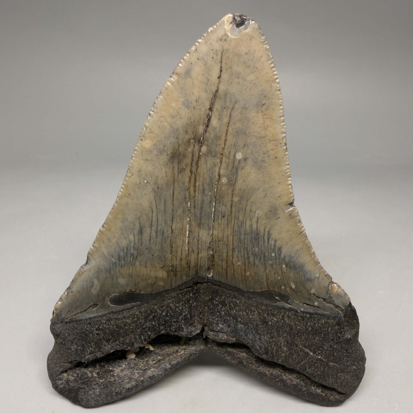 Back View Very colorful heart-shaped 4.05" Megalodon Tooth from South Carolina megalodonteeth.com CM6667