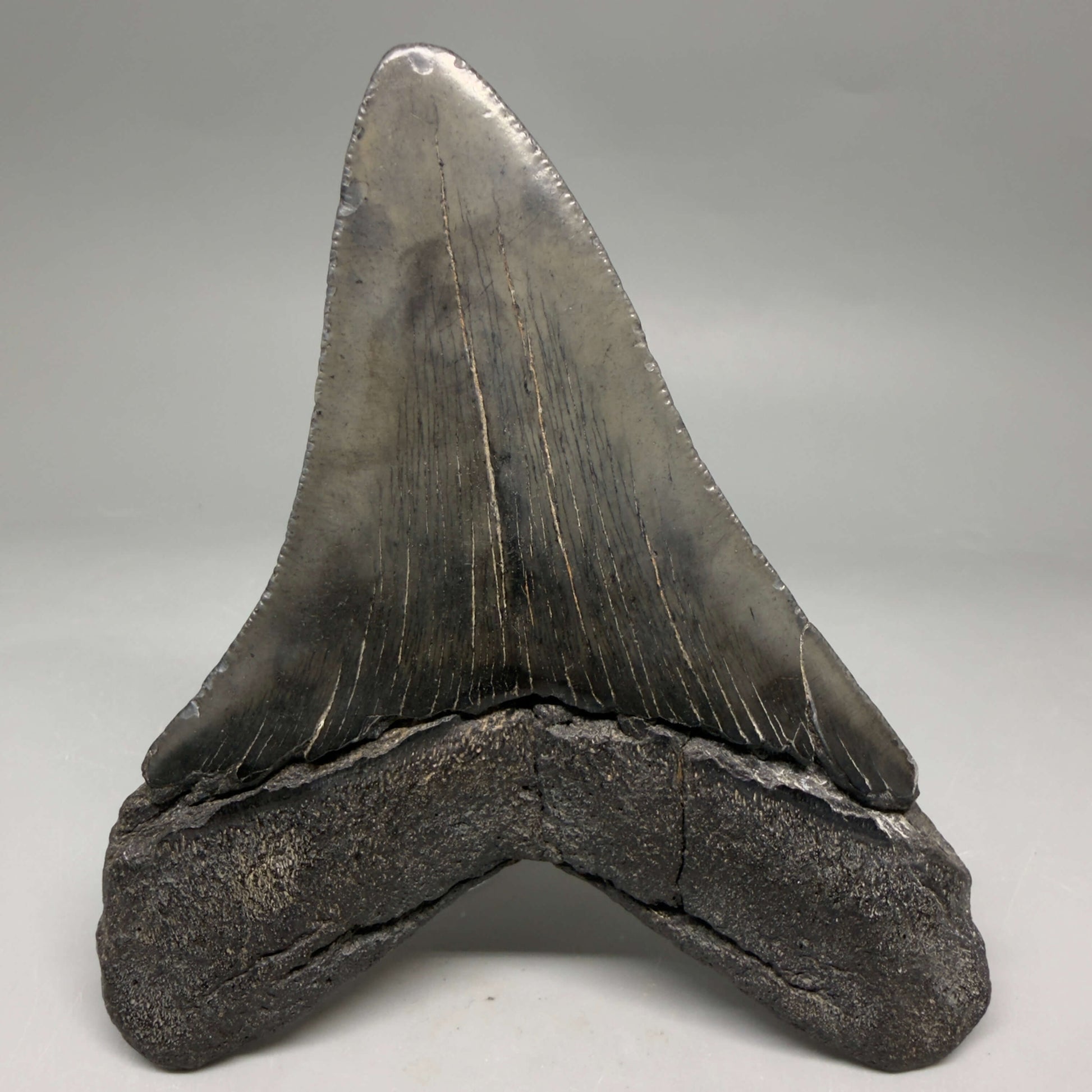 Back View Very colorful heart-shaped 4.63" Megalodon Tooth from South Carolina megalodonteeth.com CM6671