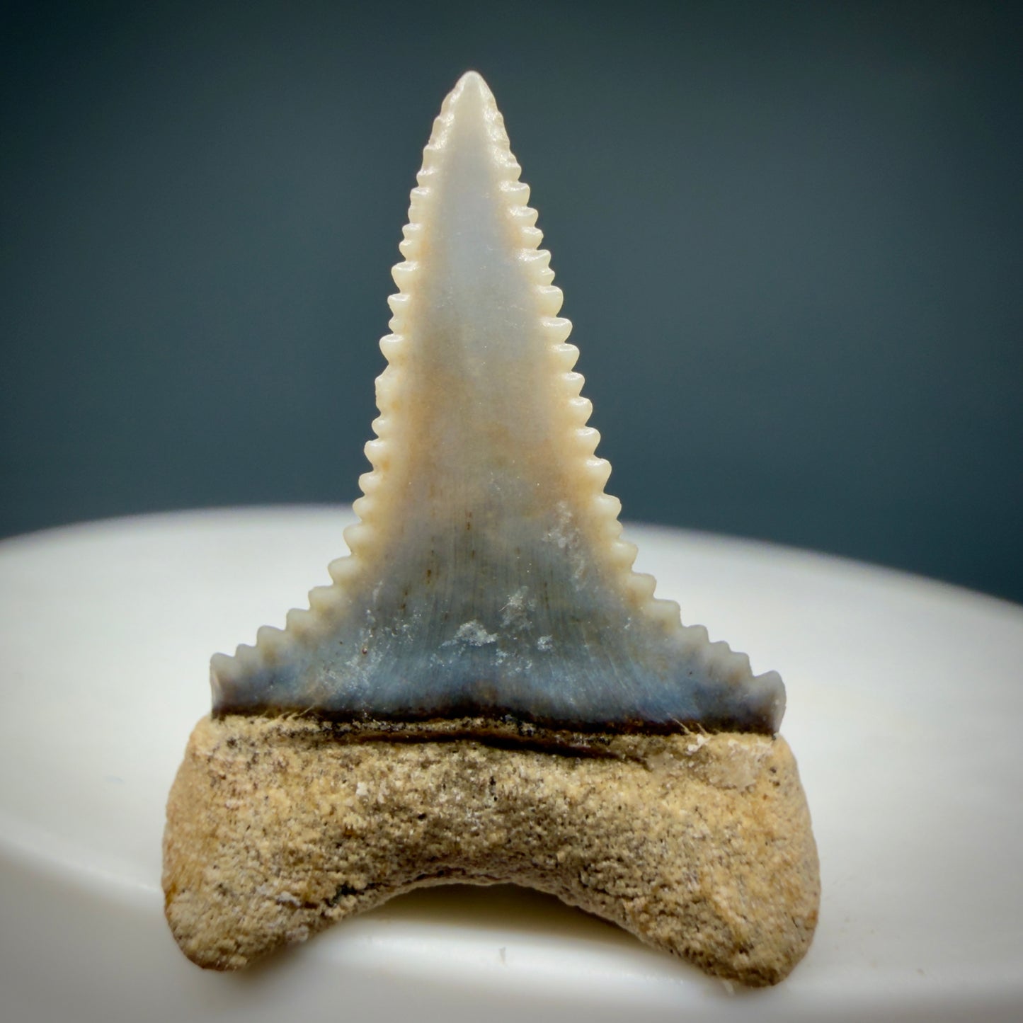 Back View Very colorful, sharply serrated 0.92" long Fossil Great White Tooth from the deserts of Peru GW1354