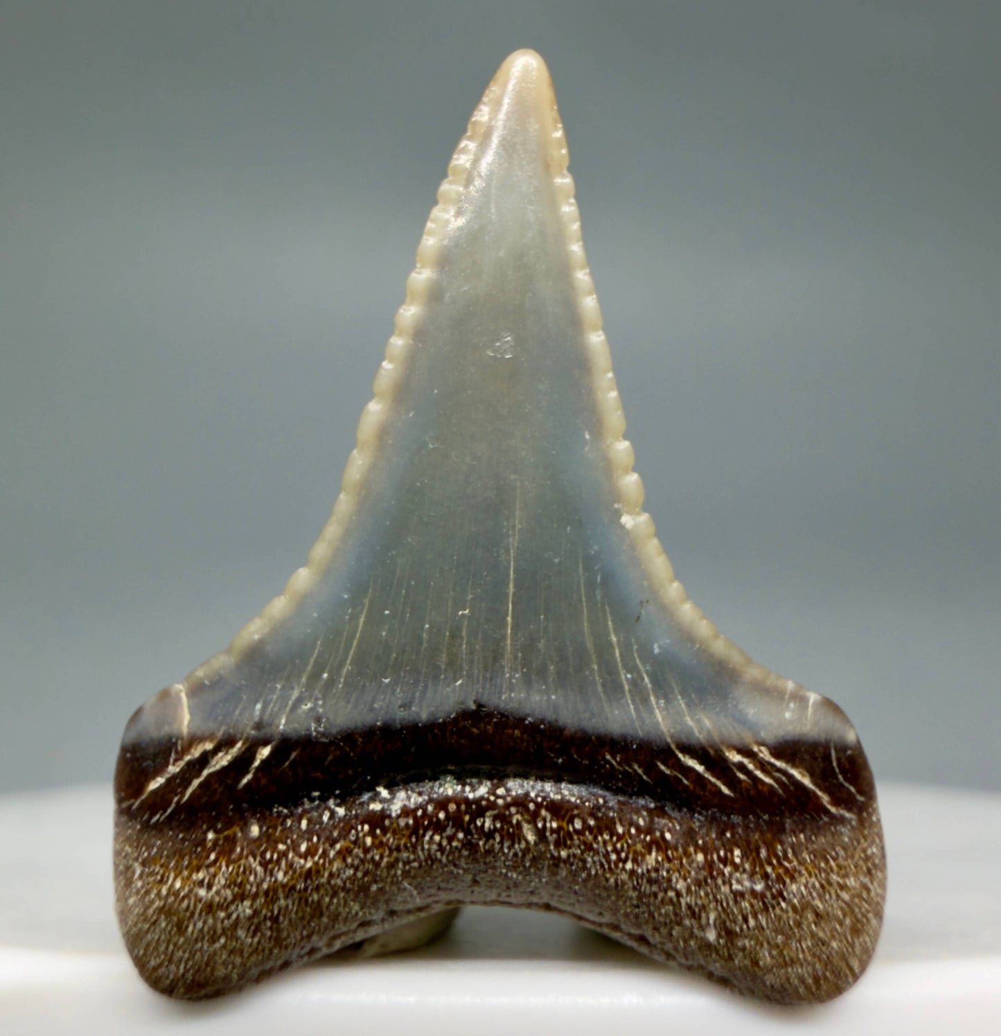 Back View Very colorful, sharply serrated 0.93" long Fossil Great White Tooth from the deserts of Peru GW1357