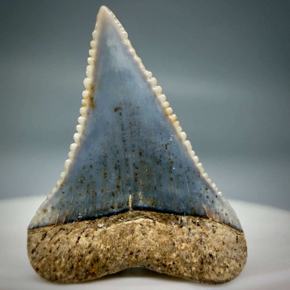 Back View Very colorful, sharply serrated 1.01" long Fossil Great White Tooth from the deserts of Peru megalodonteeth.com GW1374
