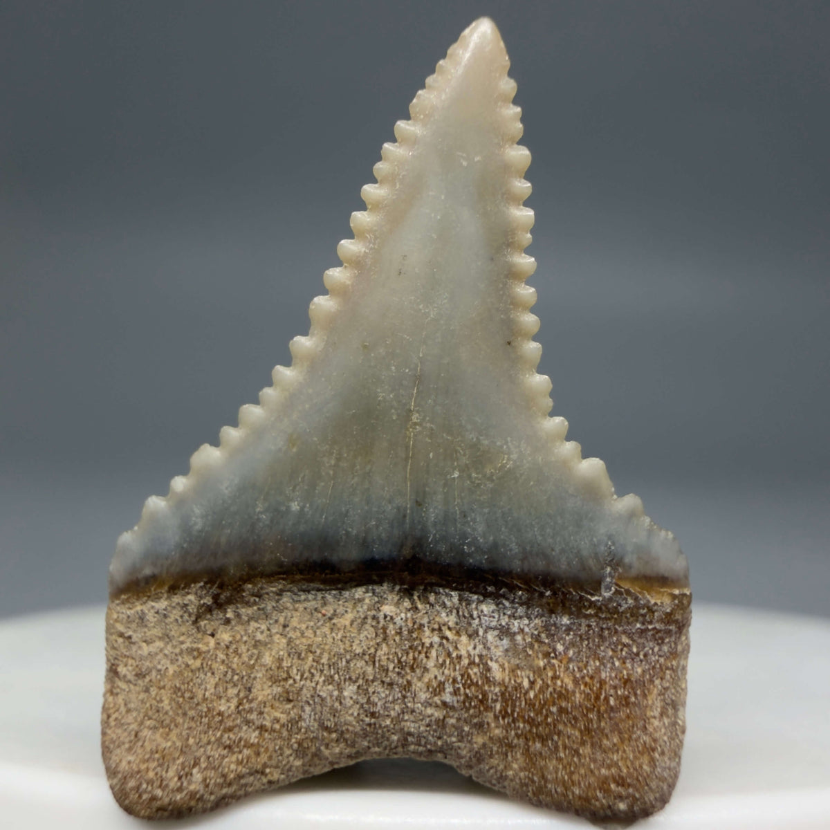 Back View Very colorful, sharply serrated 1.01" long Fossil Great White Tooth from the deserts of Peru megalodonteeth.com GW1375