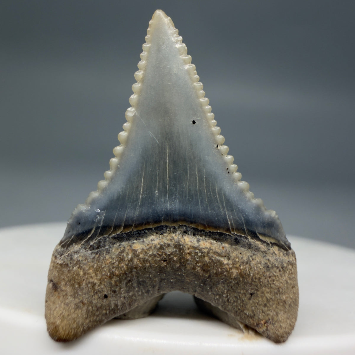 Back View Very colorful, sharply serrated 1.02" long Fossil Great White Tooth from the deserts of Peru megalodonteeth.com GW1372