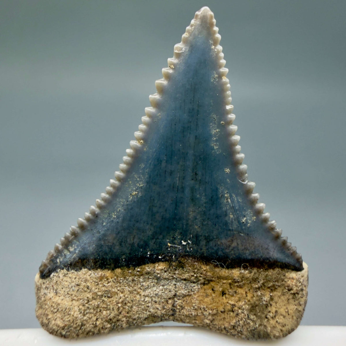 Back View Very colorful, sharply serrated 1.02" long Fossil Great White Tooth from the deserts of Peru megalodonteeth.com GW1392