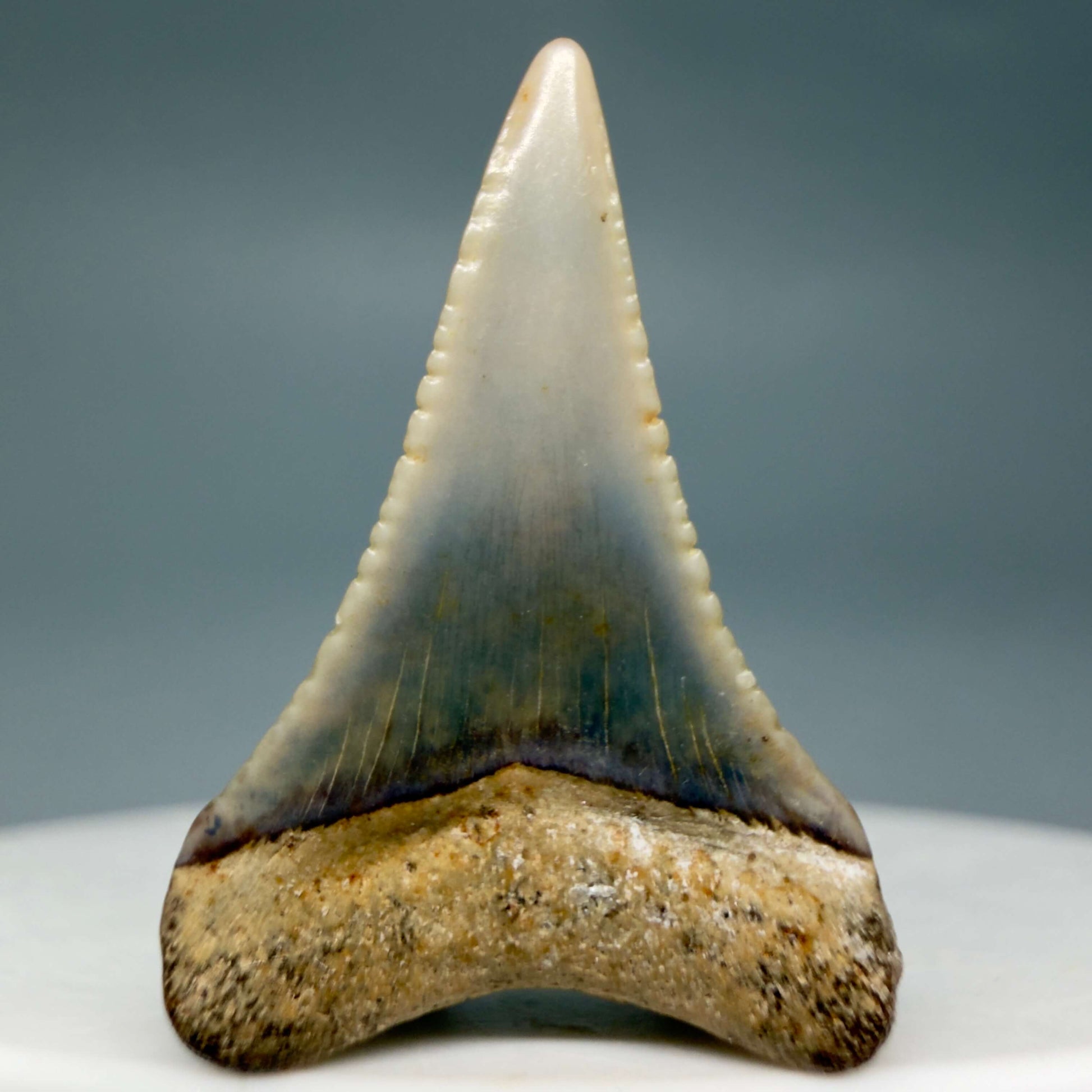 Back View Very colorful, sharply serrated 1.03" long Fossil Great White Tooth from the deserts of Peru GW1355