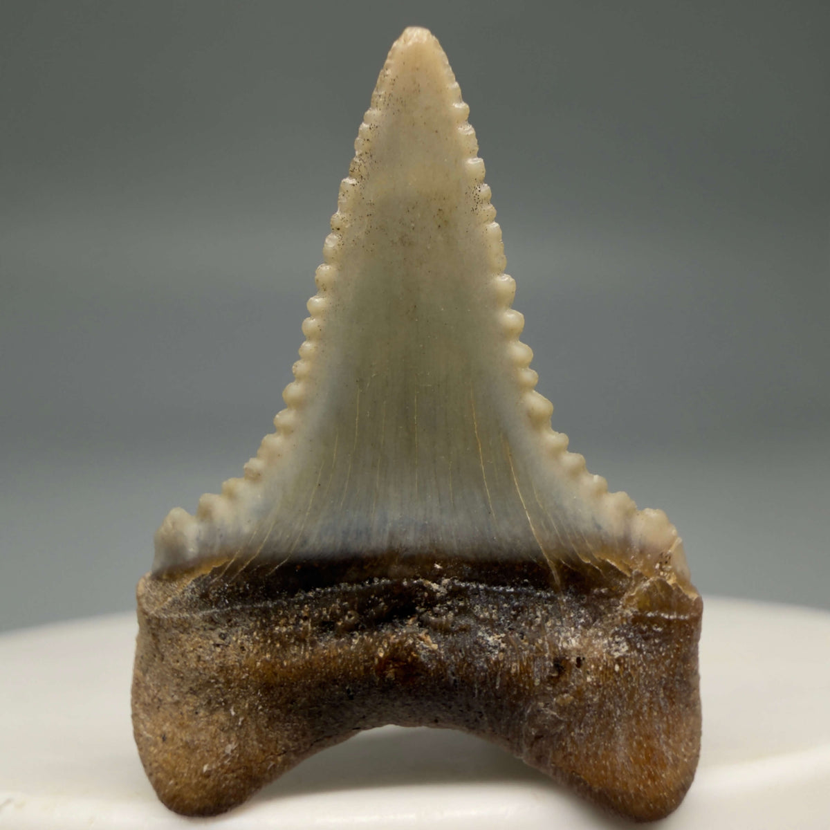 Back View Very colorful, sharply serrated 1.03" long Fossil Great White Tooth from the deserts of Peru megalodonteeth.com GW1393