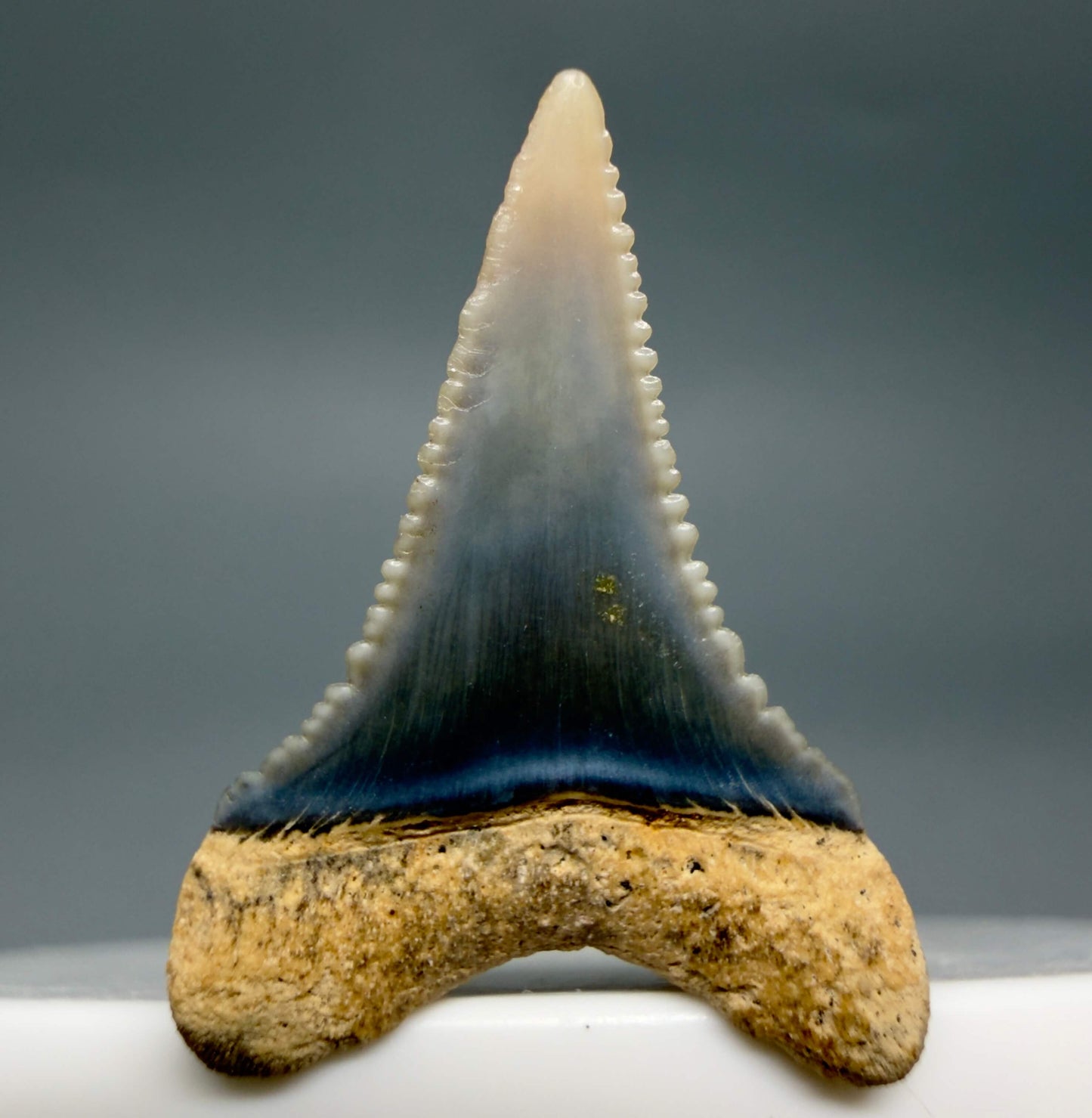Back View Very colorful, sharply serrated 1.08" long Fossil Great White Tooth from the deserts of Peru GW1356