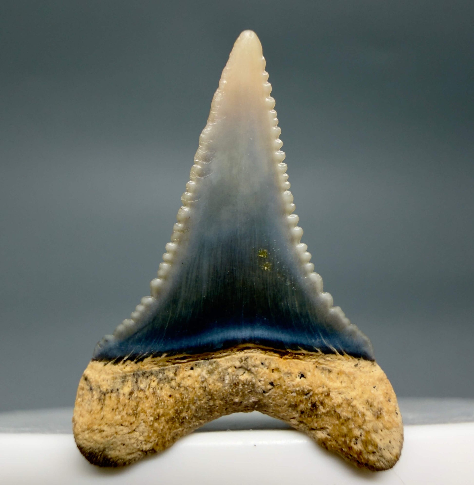 Back View Very colorful, sharply serrated 1.08" long Fossil Great White Tooth from the deserts of Peru GW1356