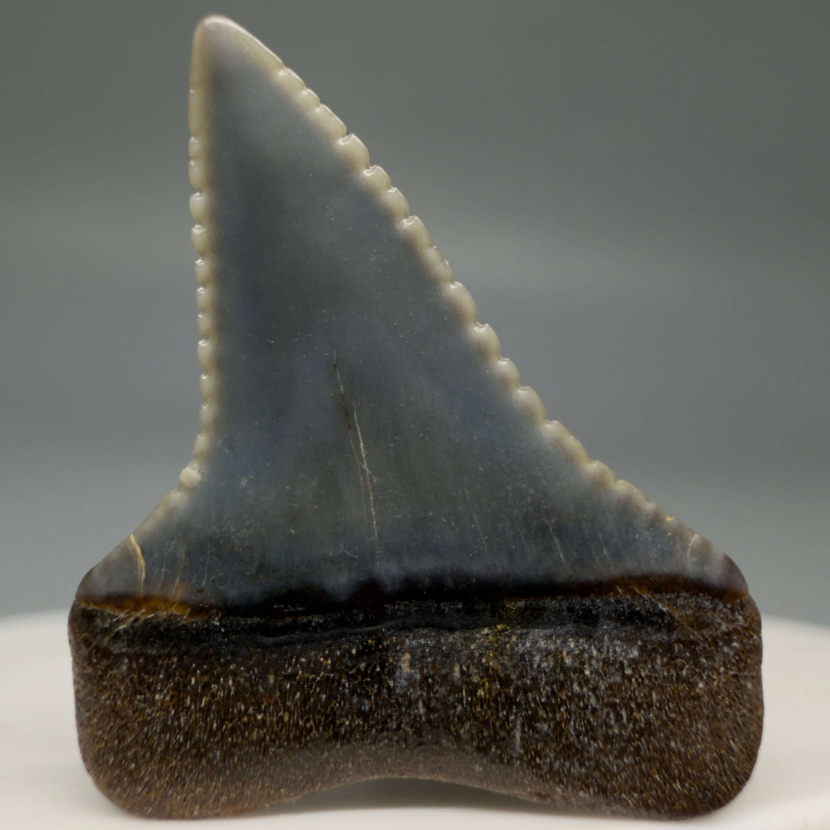 Back View Very colorful, sharply serrated 1.08" long Fossil Great White Tooth from the deserts of Peru megalodonteeth.com GW1394