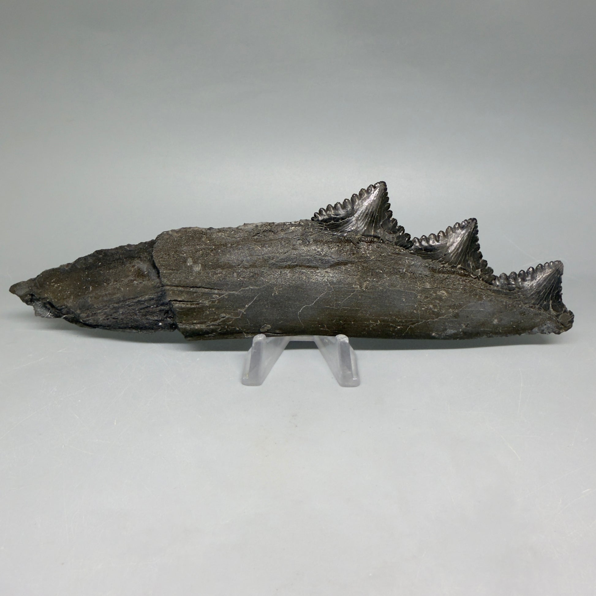 Back View Very rare 7.34" Fossil Edestus heinrichi shark Jaw - 300 million years old megalodonteeth.com