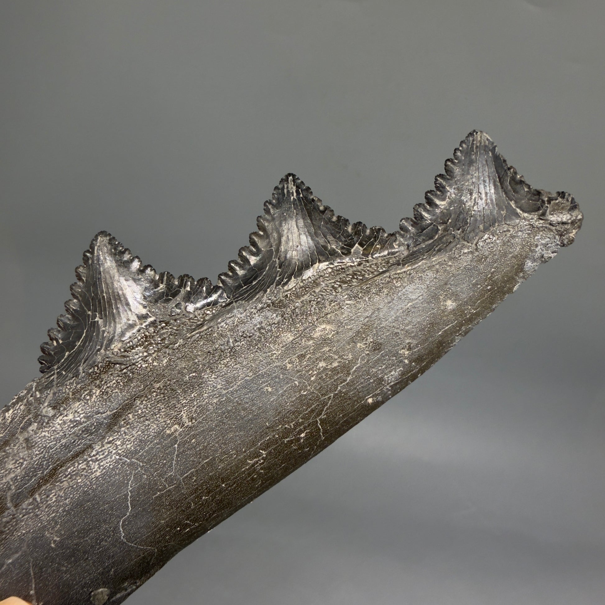 Back View Very rare 7.34" Fossil Edestus heinrichi shark Jaw - 300 million years old megalodonteeth.com - 3