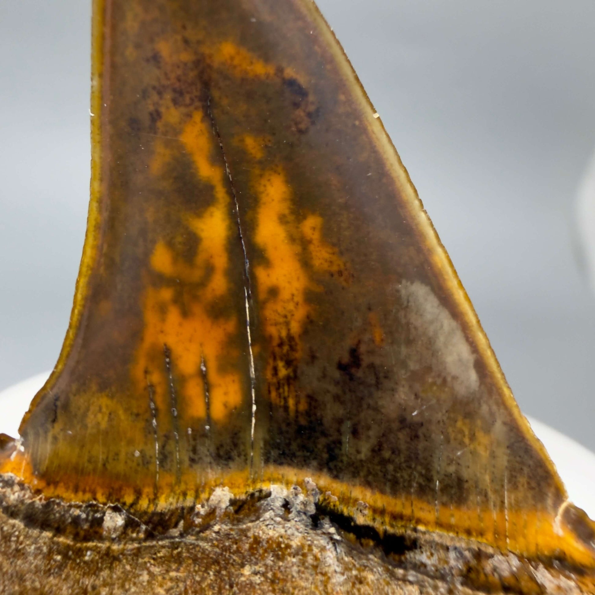 Back print details View Stunning, high quality 1.97" long Fossil Transitional Great White - Carcharodon hubbelli Tooth from Peru GW1361 