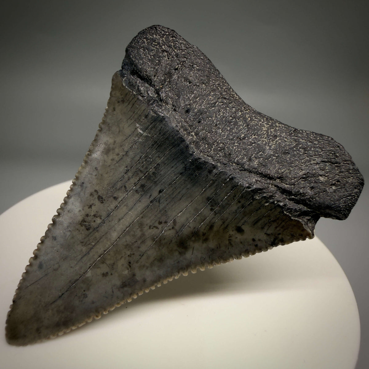 Back right View Beautiful, serrated 2.17" Fossil Great White Shark Tooth - South Carolina megalodonteeth.com GW1389