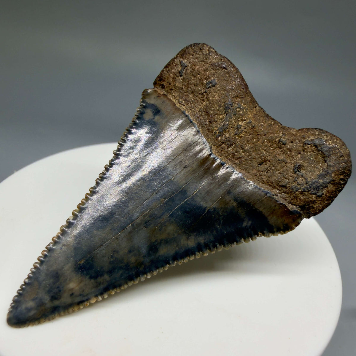 Back right View Beautiful, serrated 2.21" Fossil Great White Shark Tooth - South Carolina megalodonteeth.com GW1403
